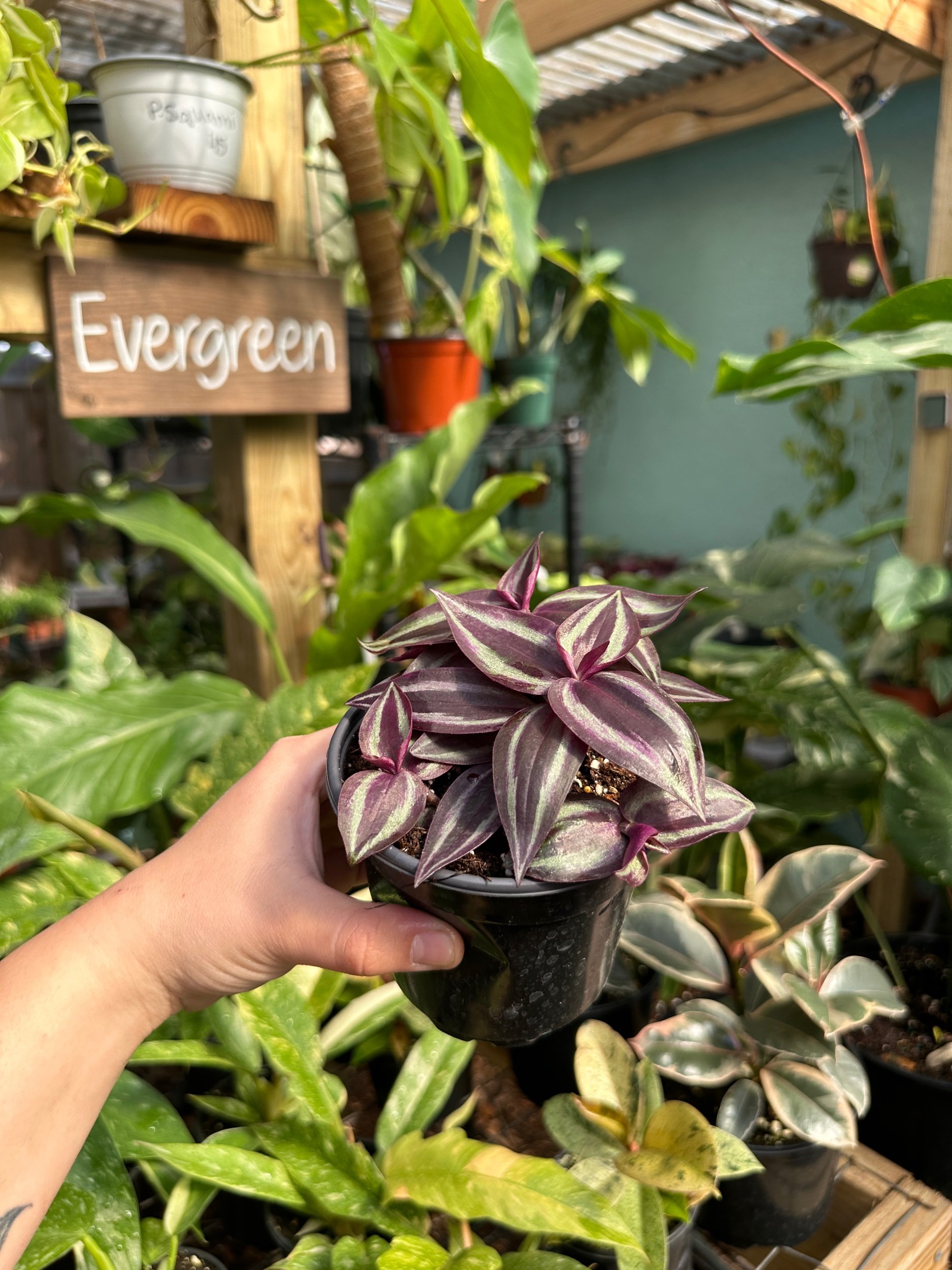 Tradescantia Zebrina