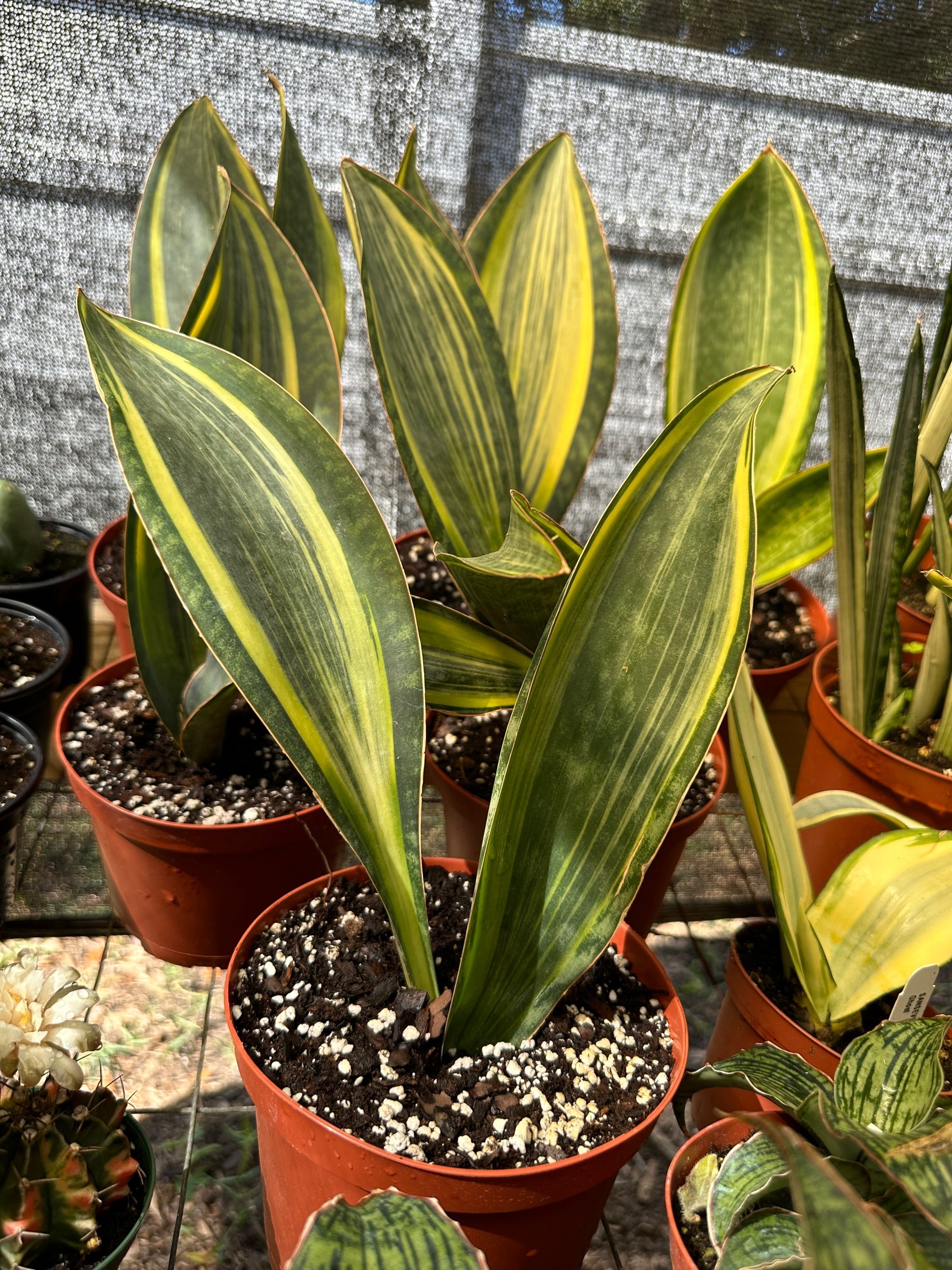 Variegated Sansevieria Whale Fin