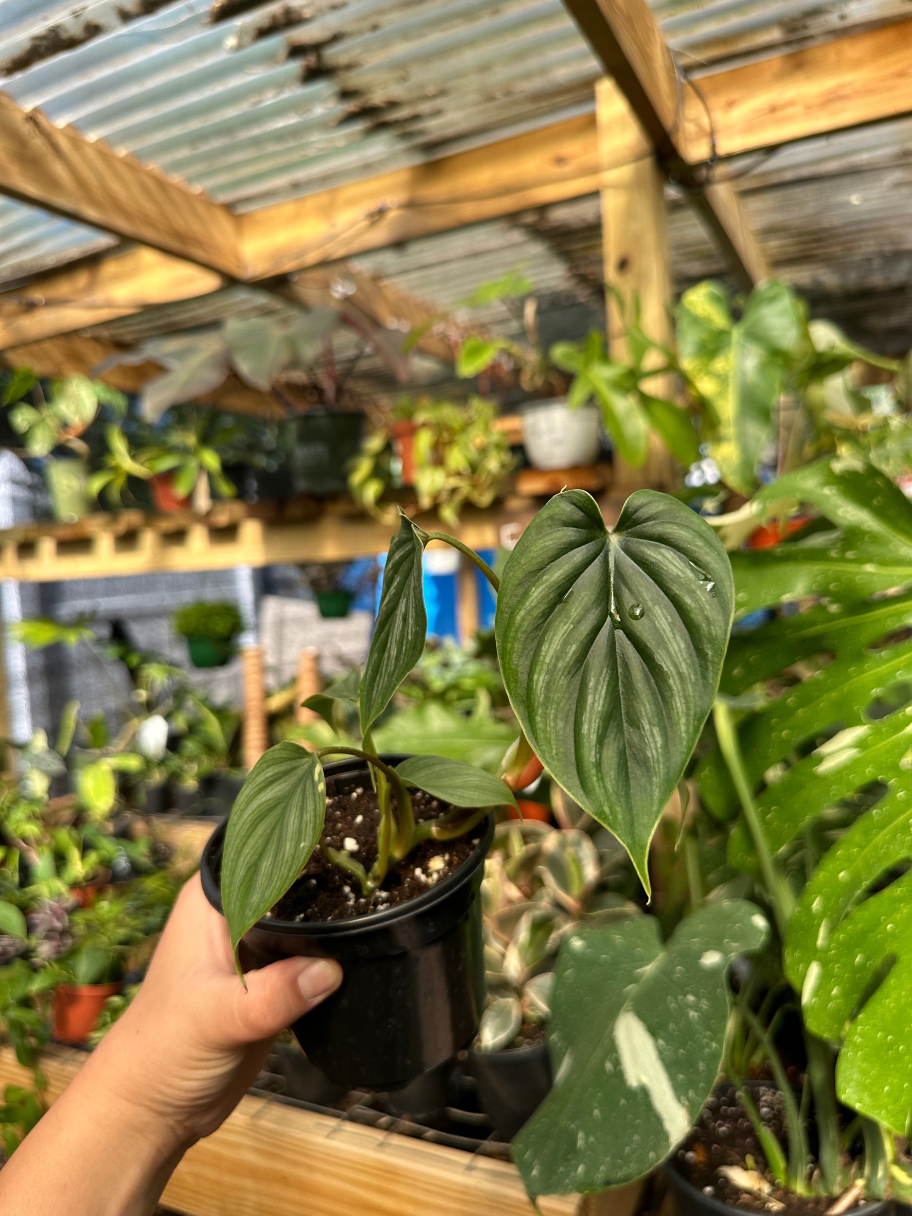 Philodendron Plowmanii