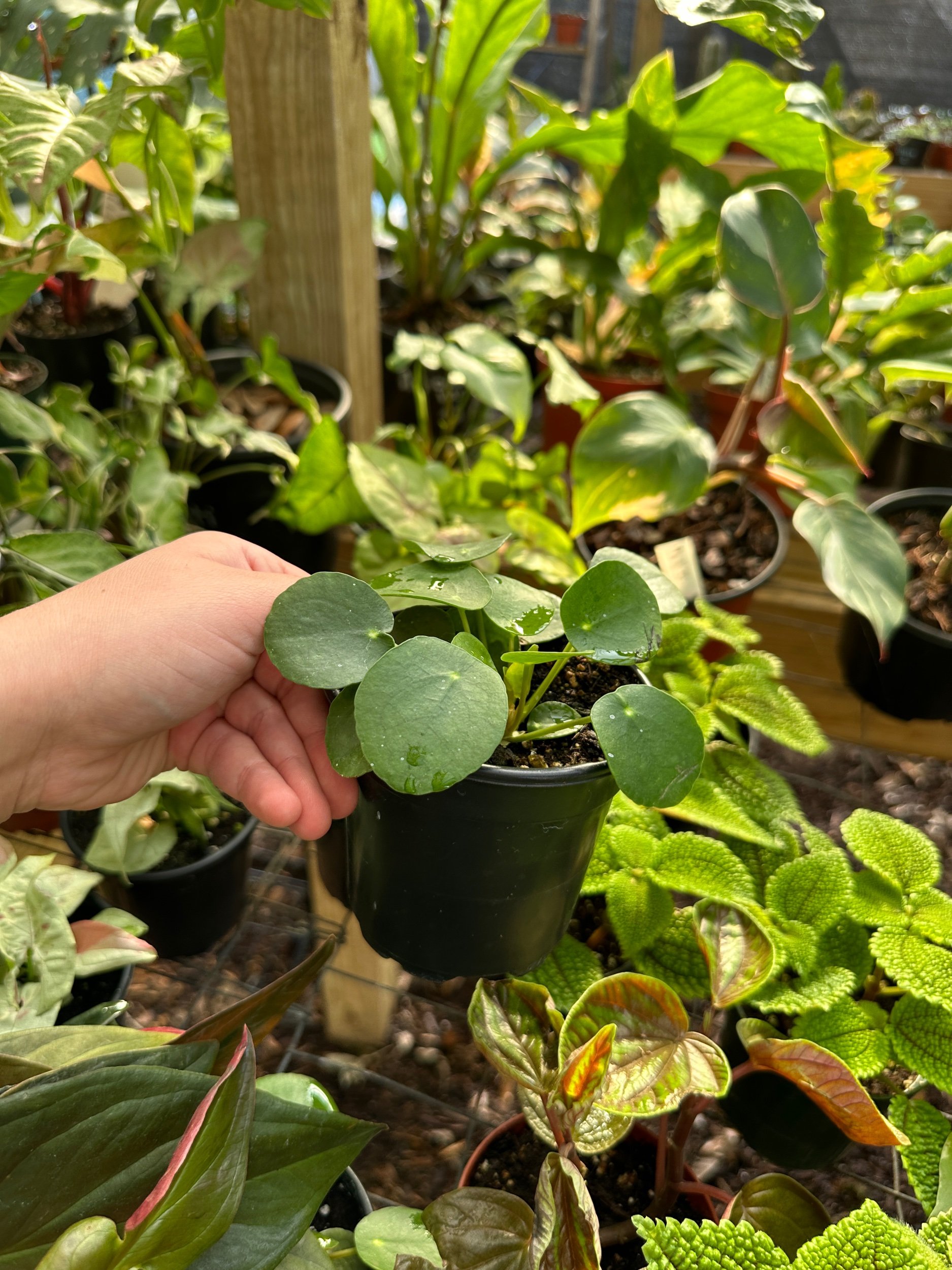 Pilea Peperomioides