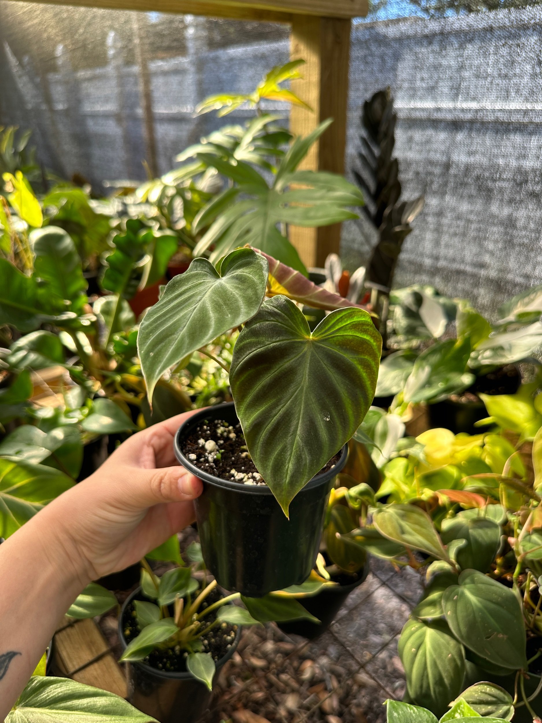 Philodendron Verrucosum