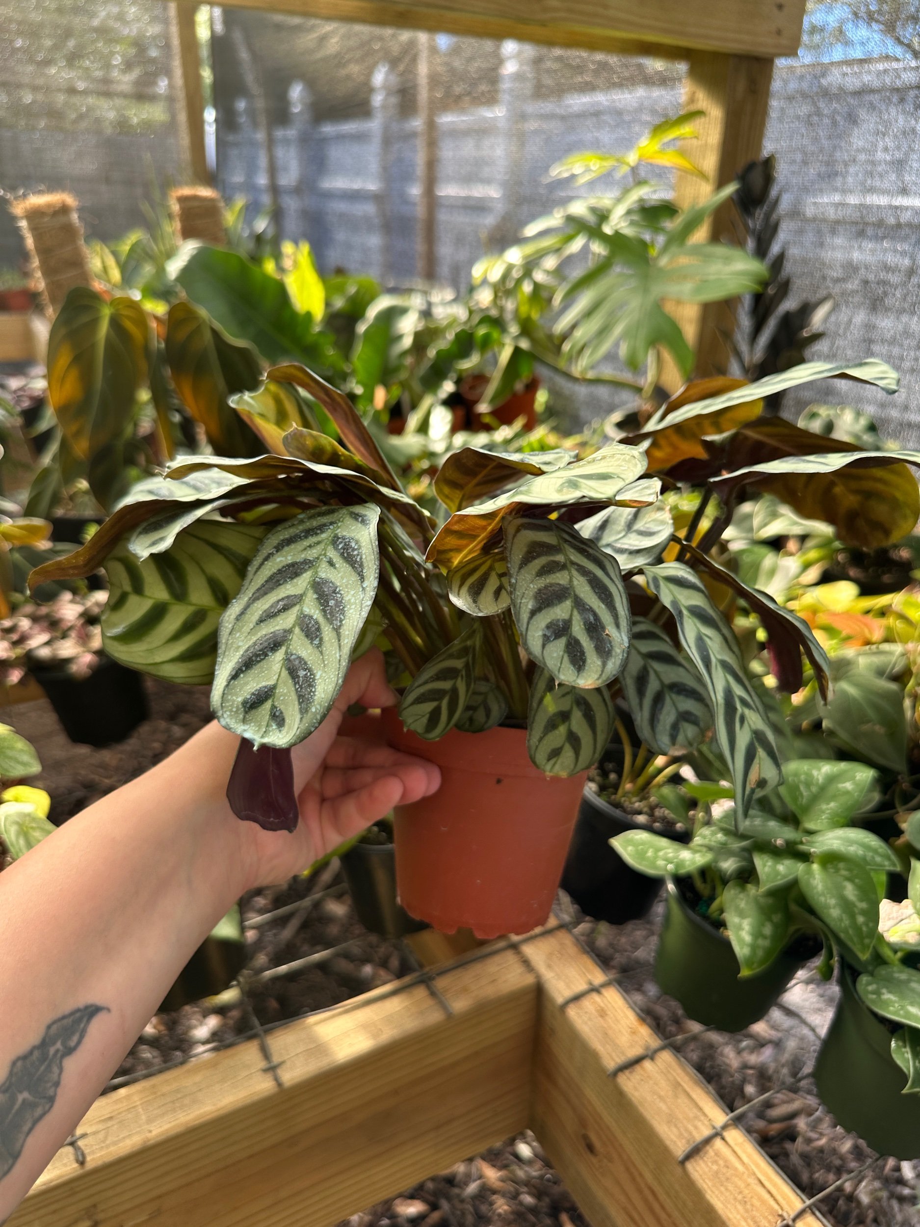 Calathea Burle Marxii