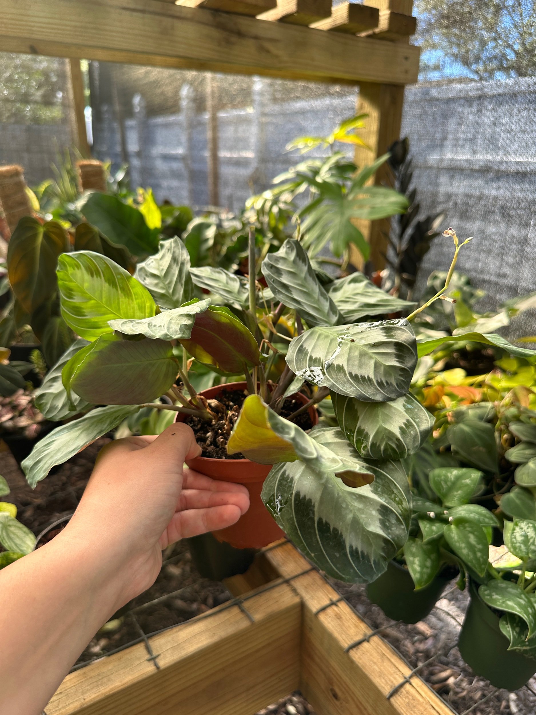 Silver Band Maranta