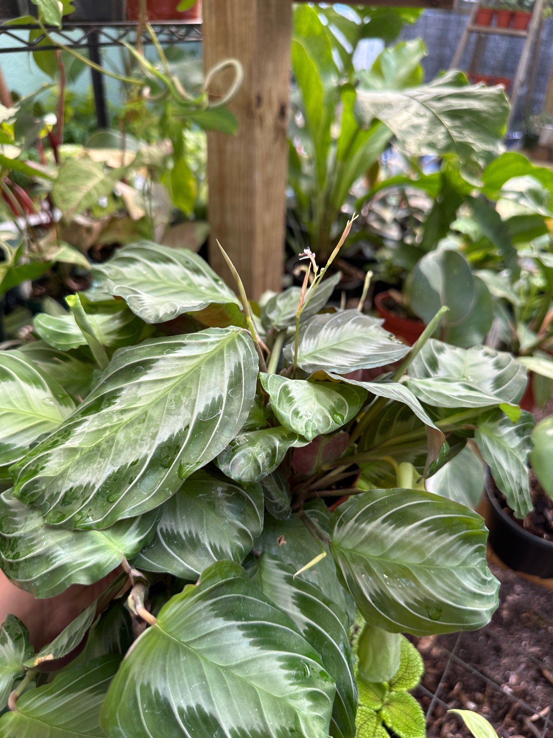 Silver Band Maranta