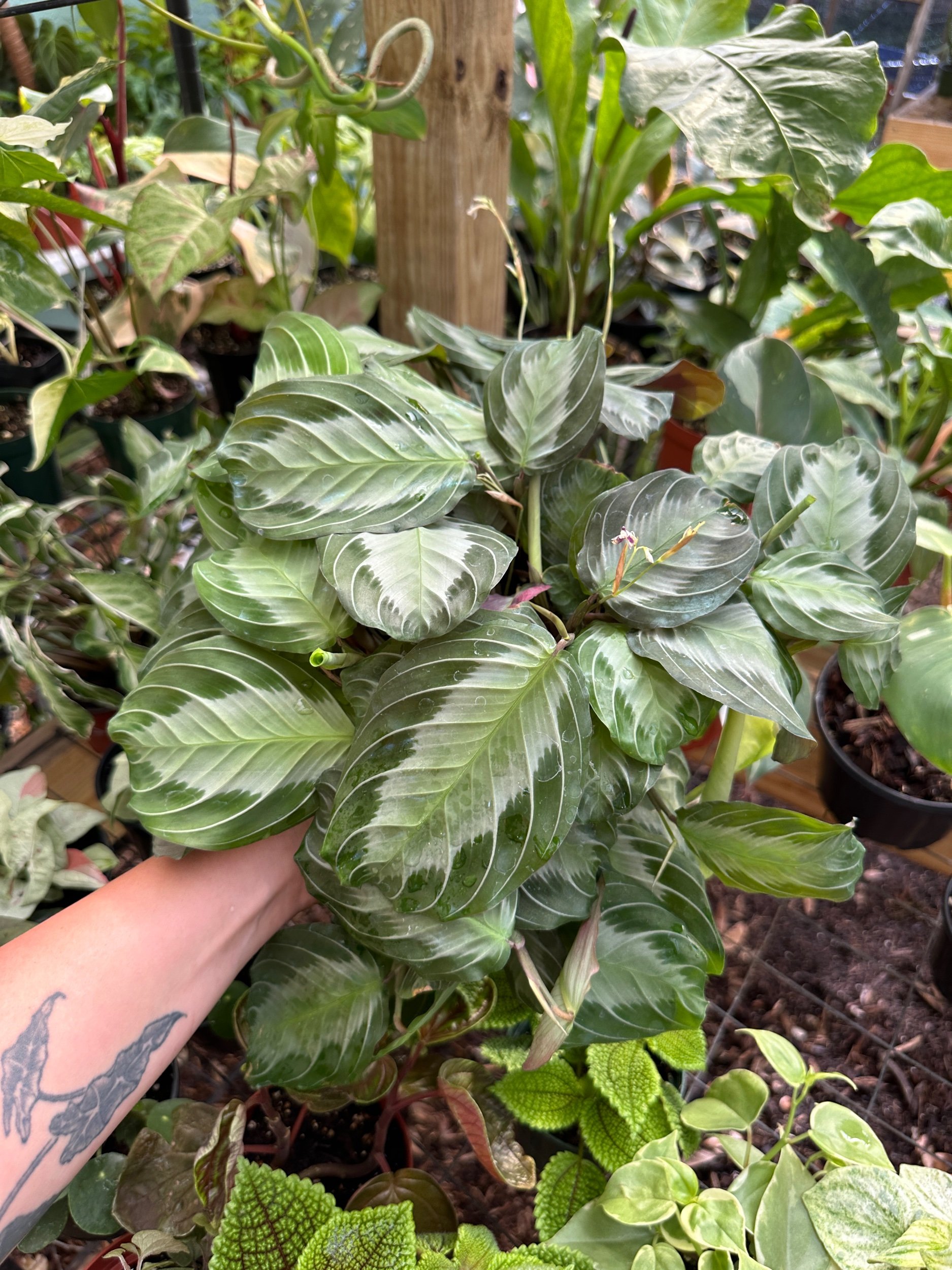 Silver Band Maranta