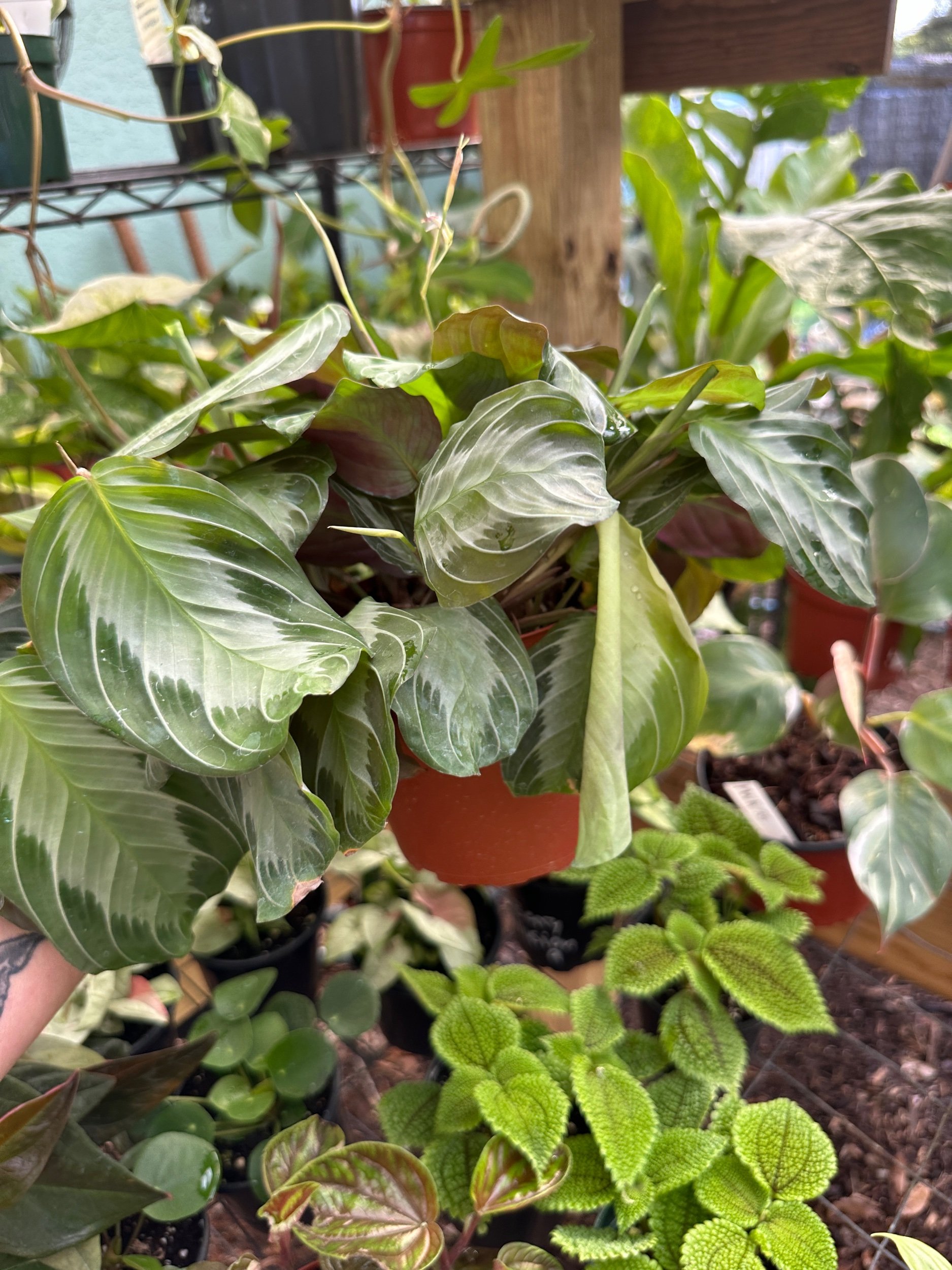 Silver Band Maranta