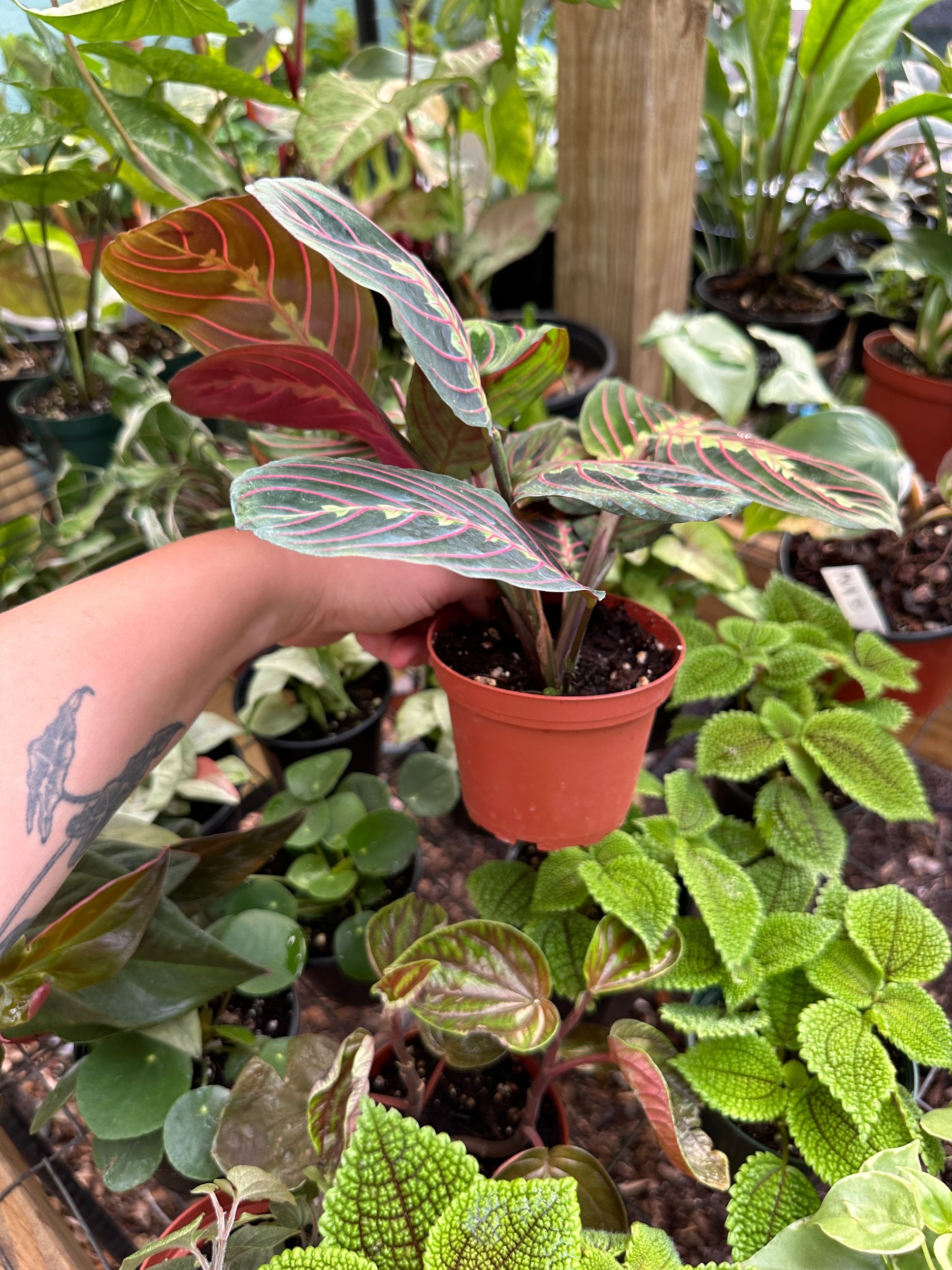 Red Maranta