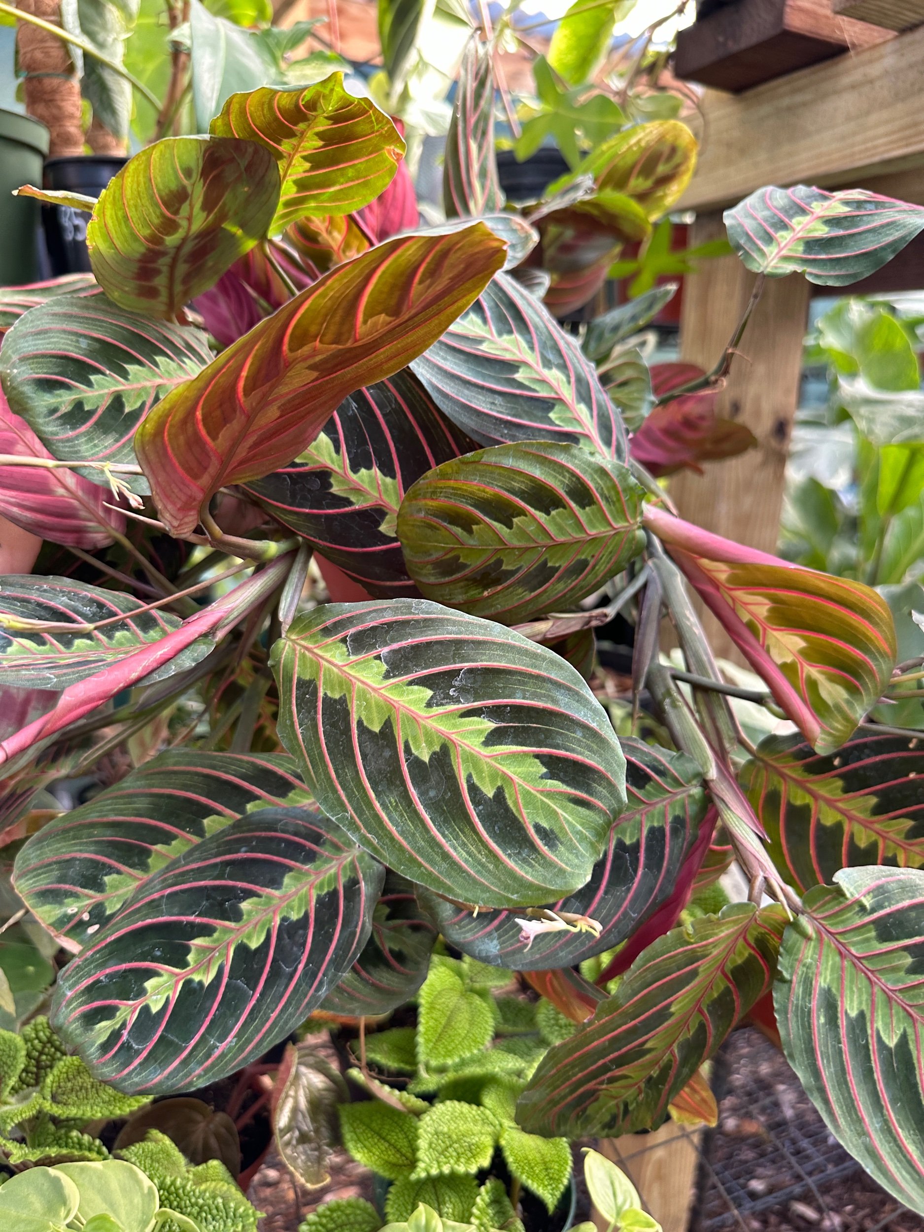 Red Maranta