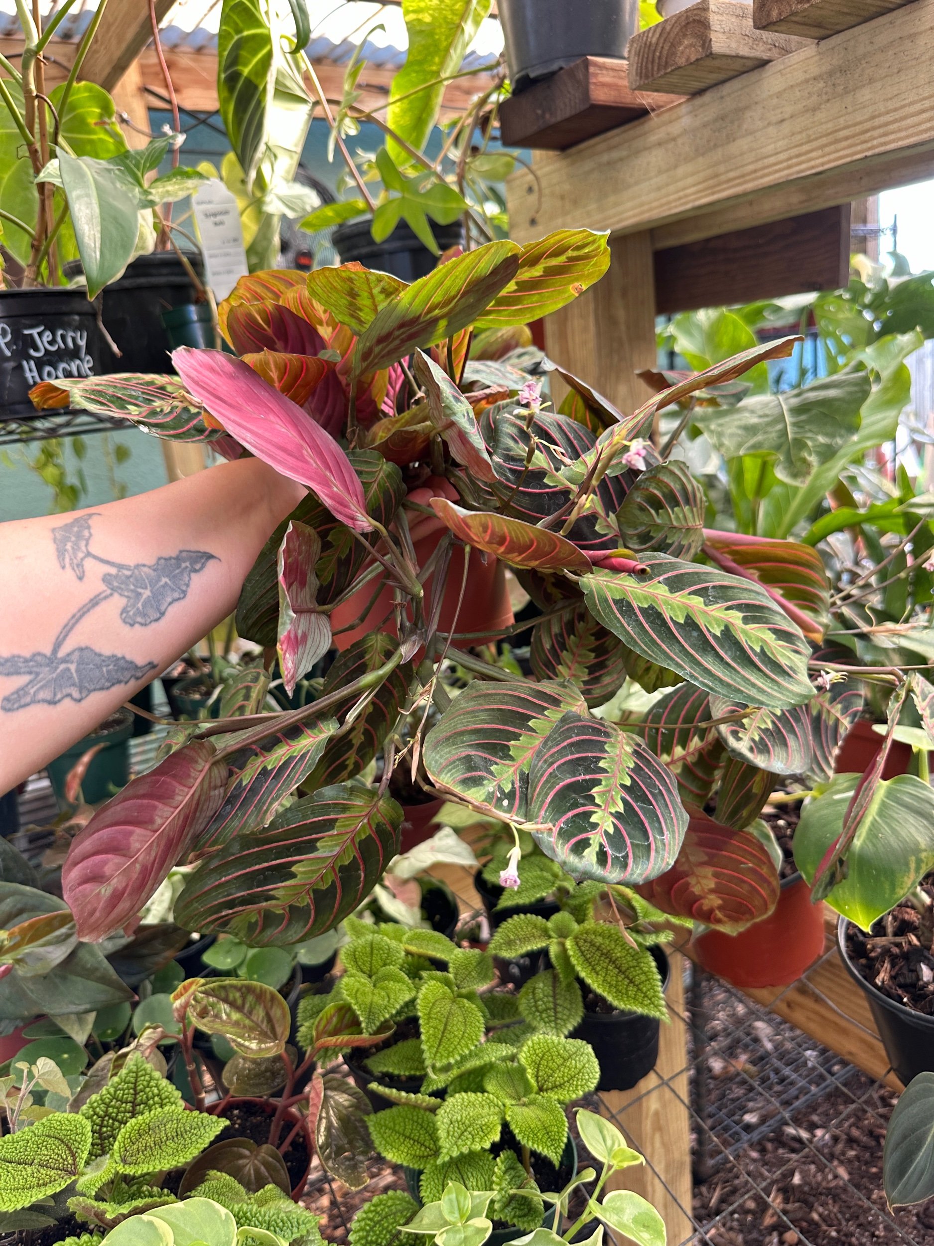 Red Maranta