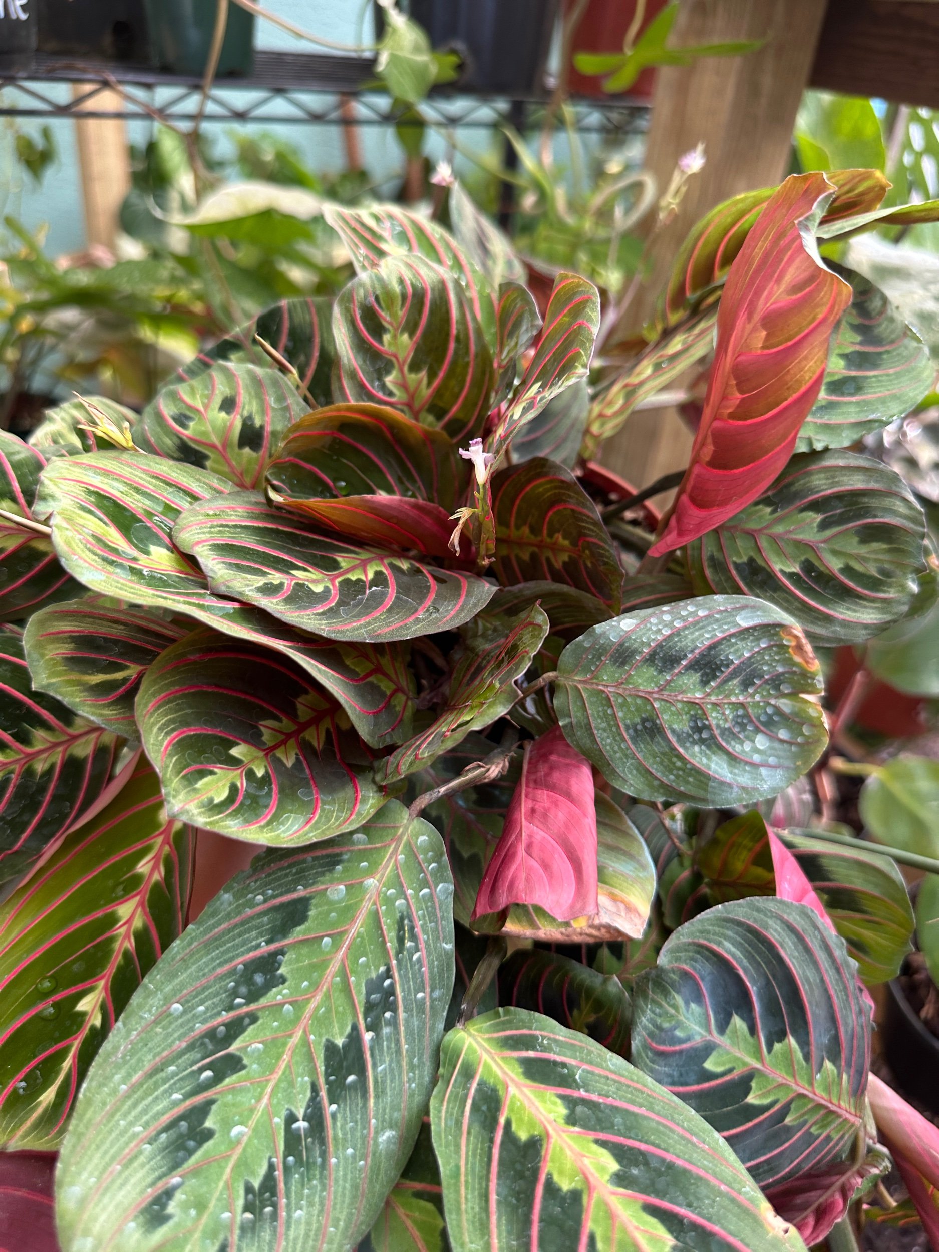 Red Maranta
