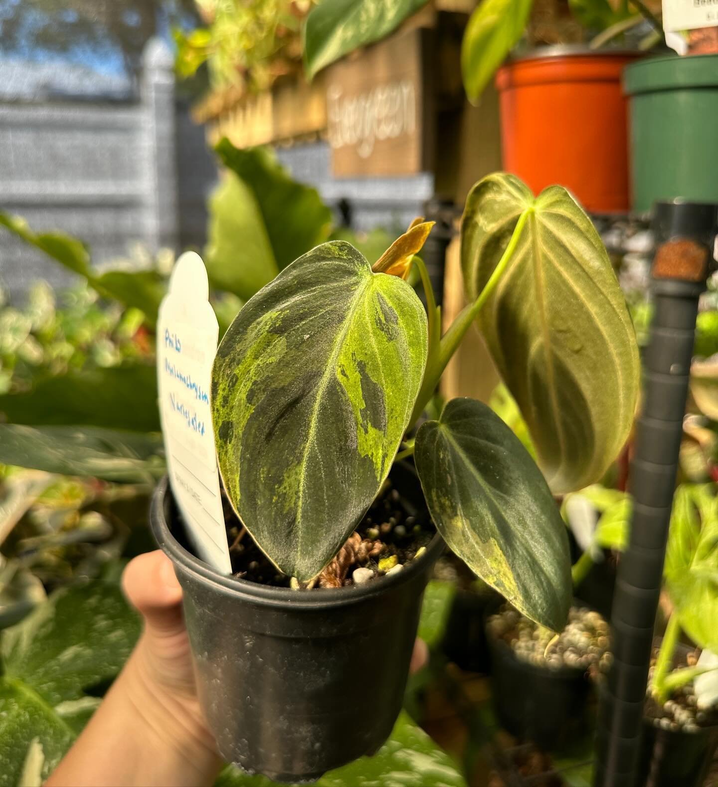 Plant Highlight: Philodendron Melanochrysum Variegated ✨

She may be one of the more expensive plants in the greenhouse, but just look and those variegated velvety leaves! At full maturity Melano leaves can reach up to 24&rdquo; in length! For those 
