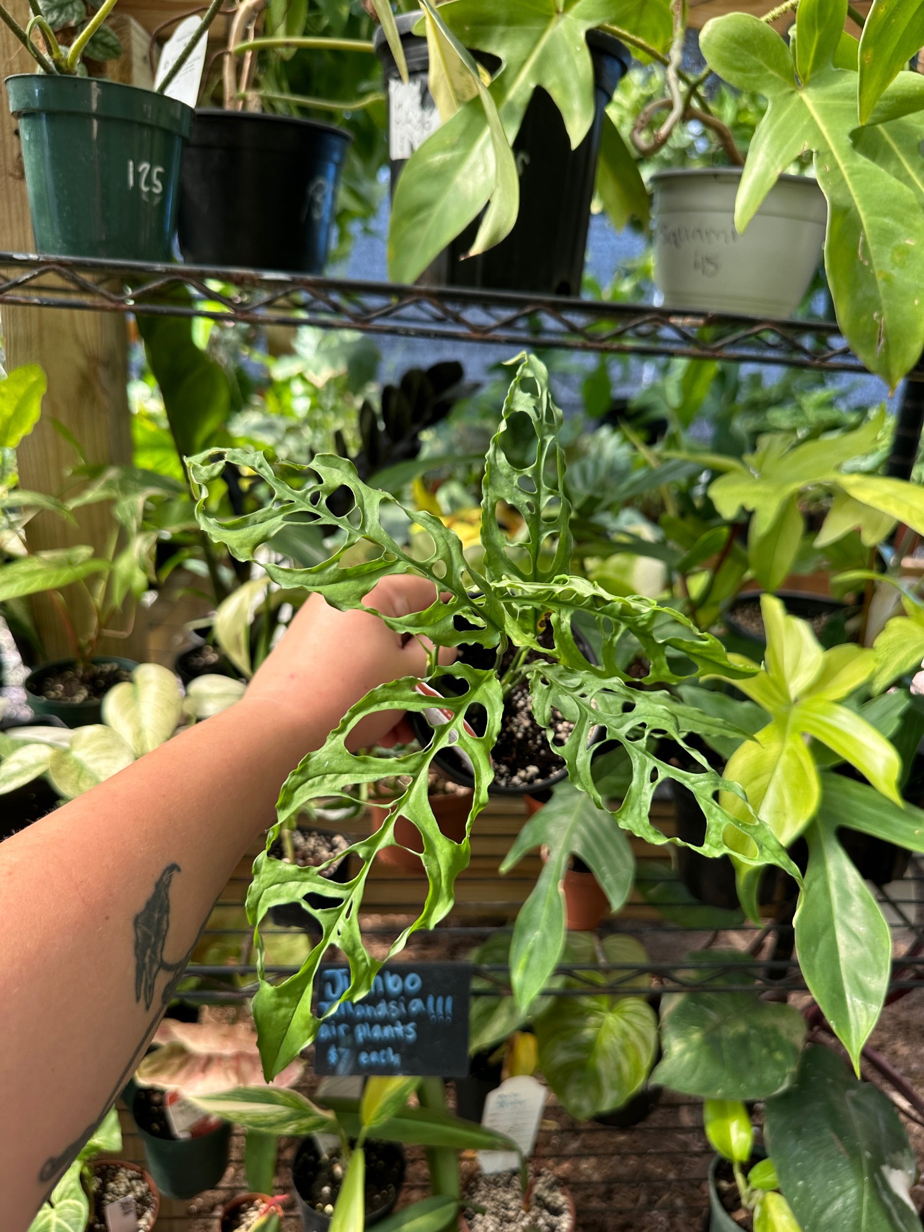 Monstera Obliqua Peru