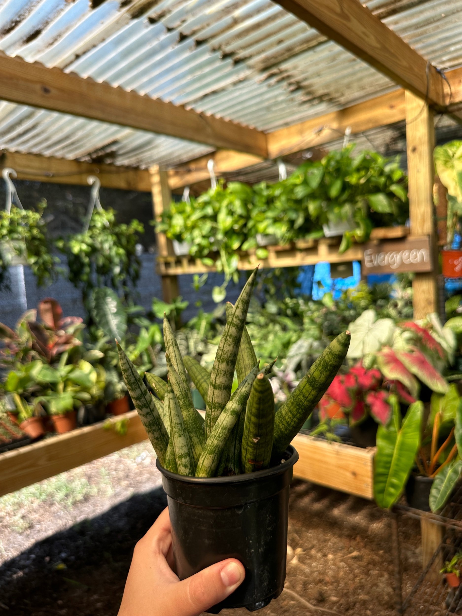 Starfish Sansevieria