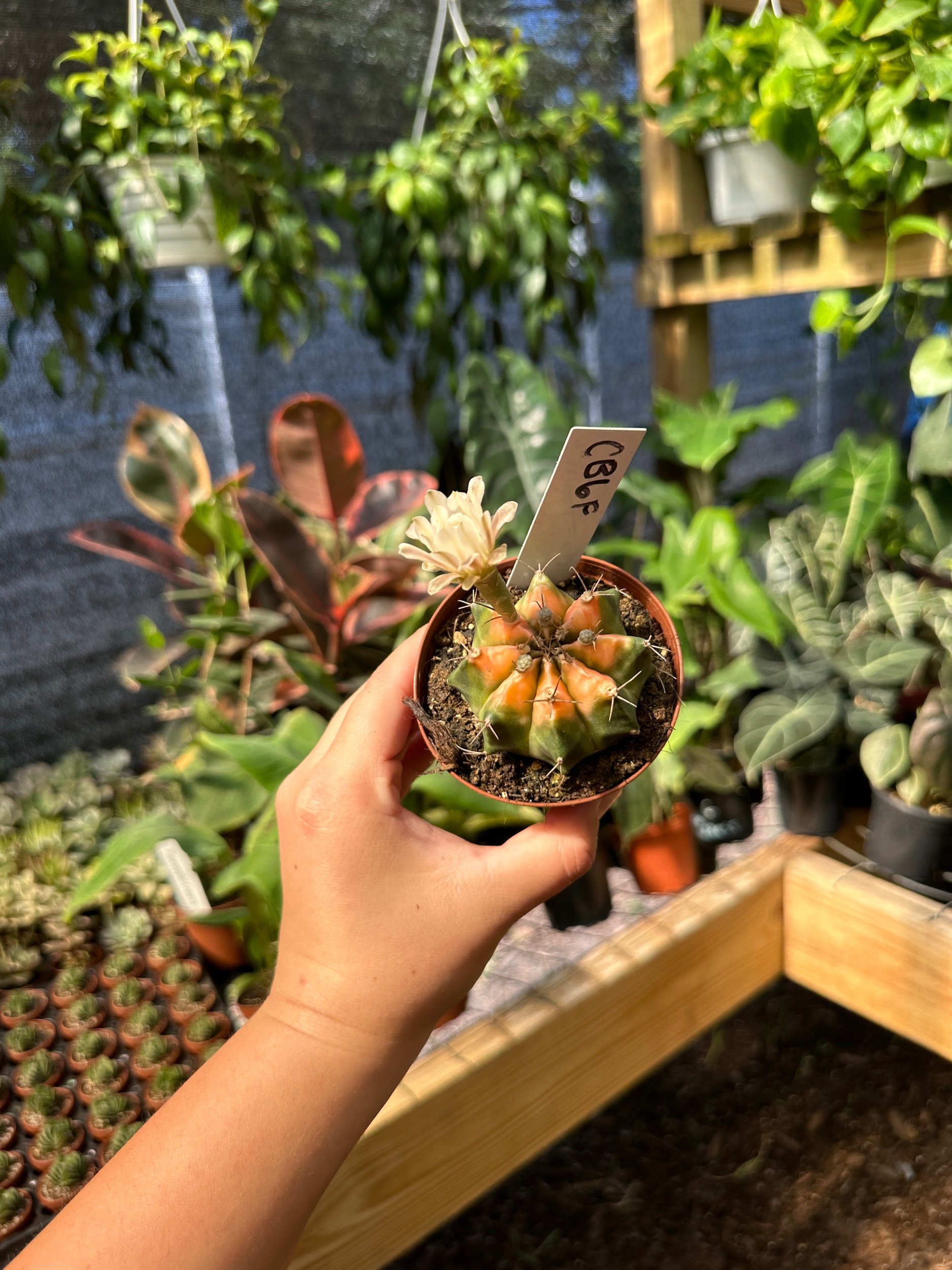 Gymnocalycium Mihanovichii Cactus Variegated