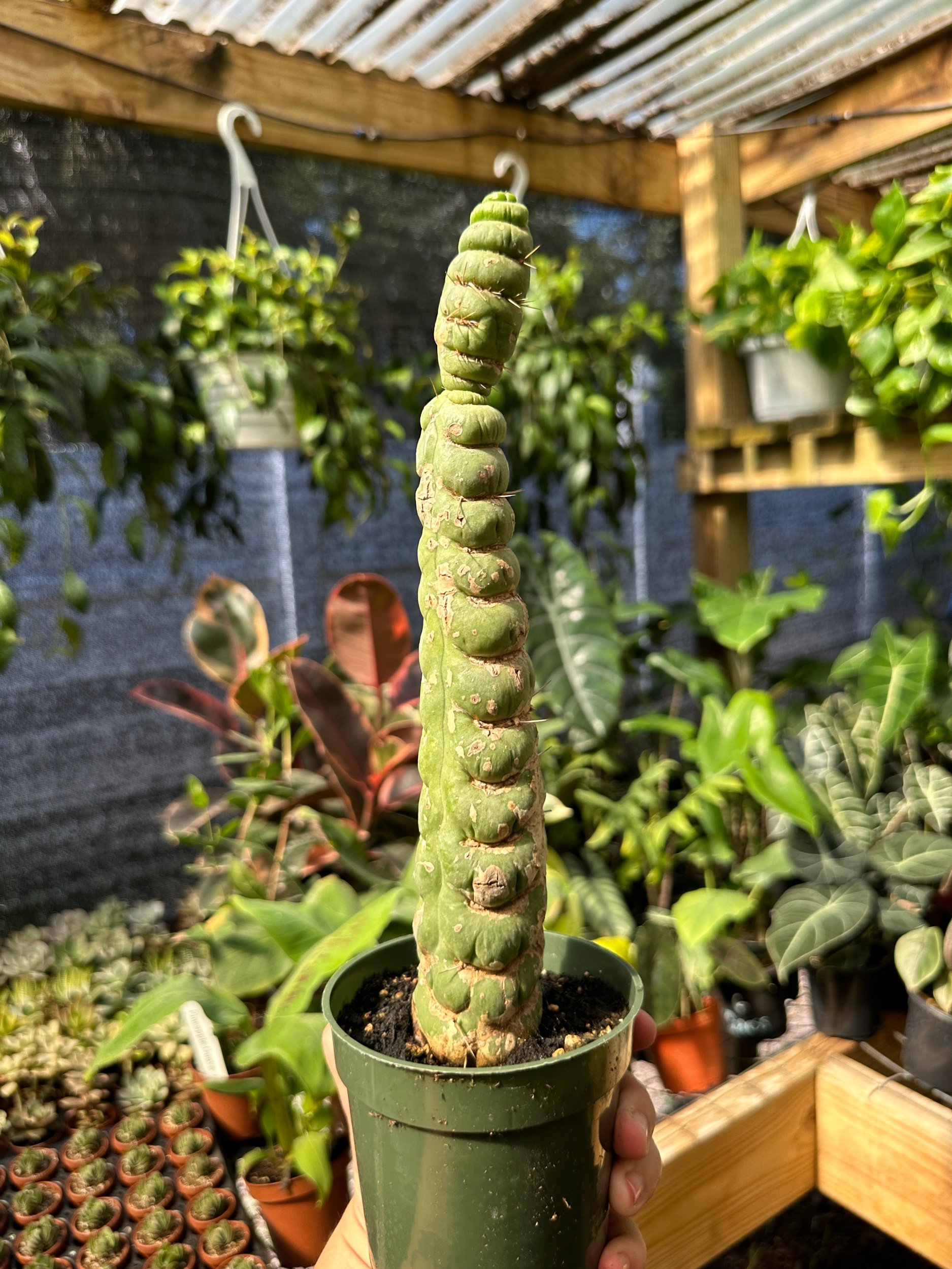 Unicorn Cactus