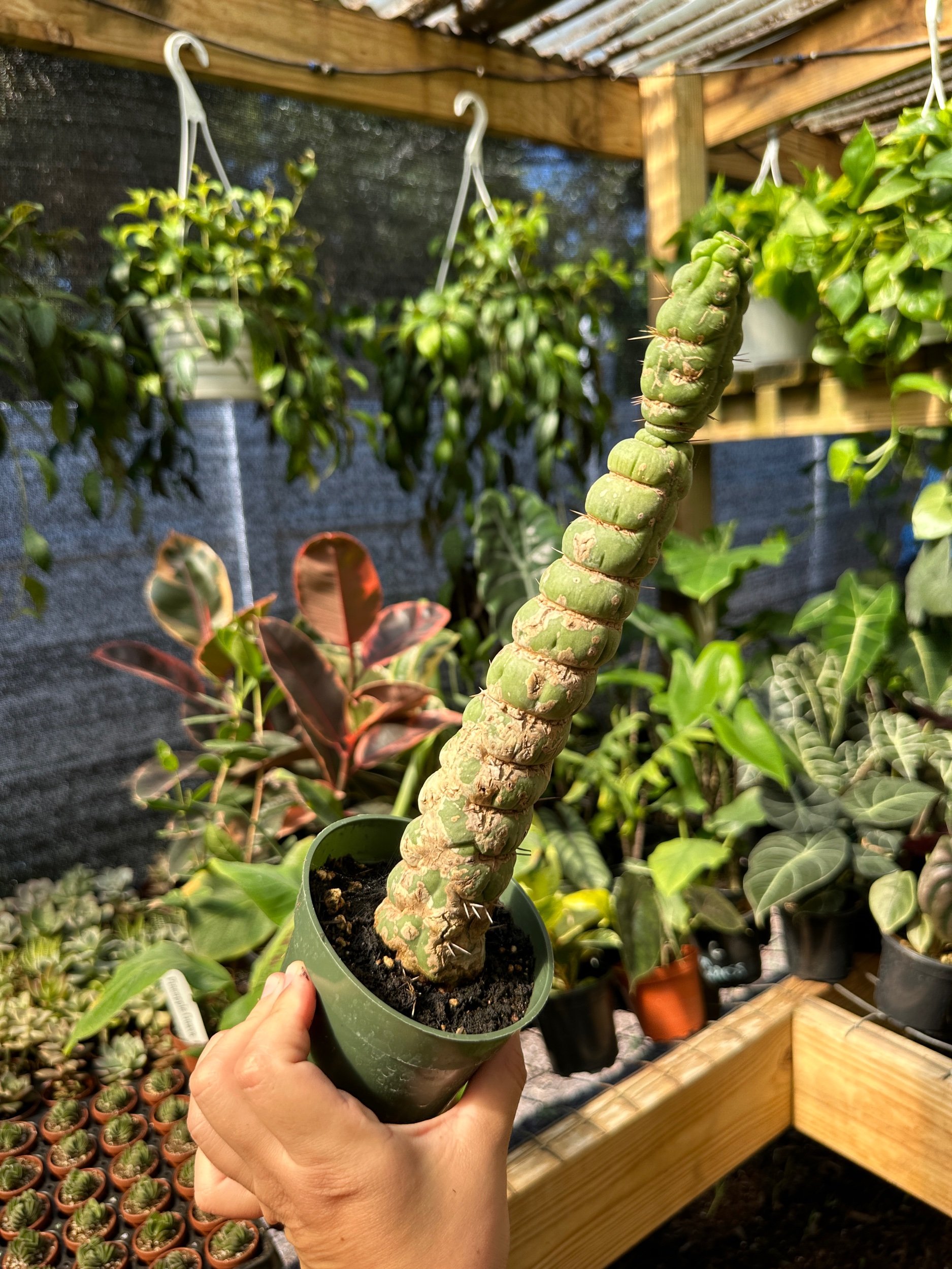 Unicorn Cactus
