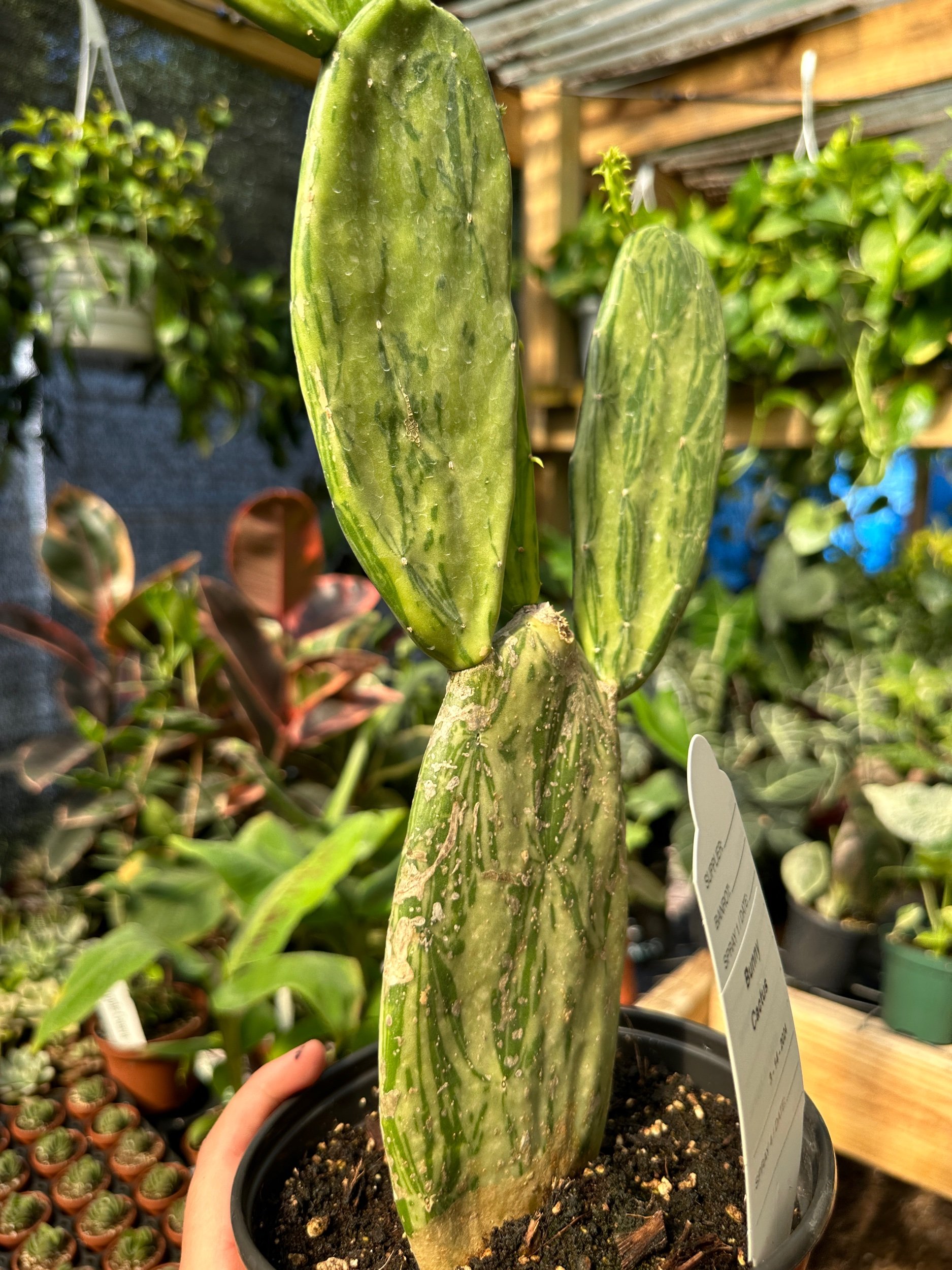 Variegated Prickly Pear Cactus