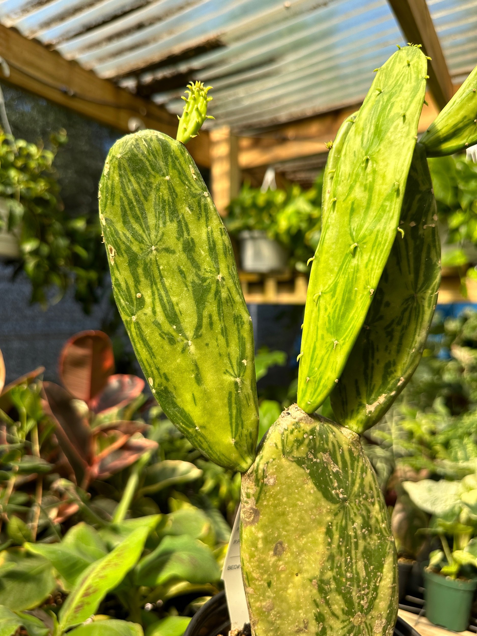 Variegated Prickly Pear Cactus