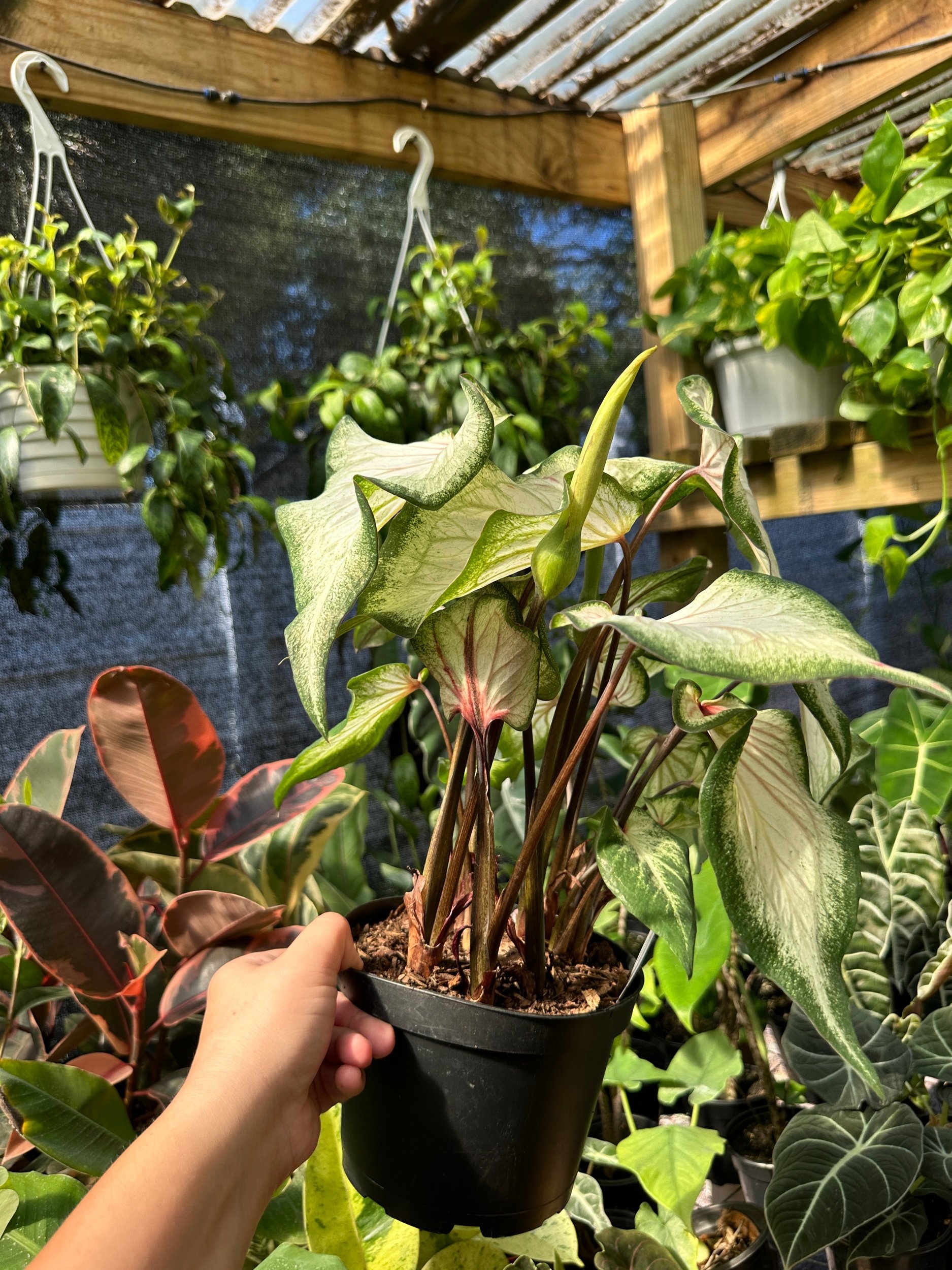 Caladium White Lightning