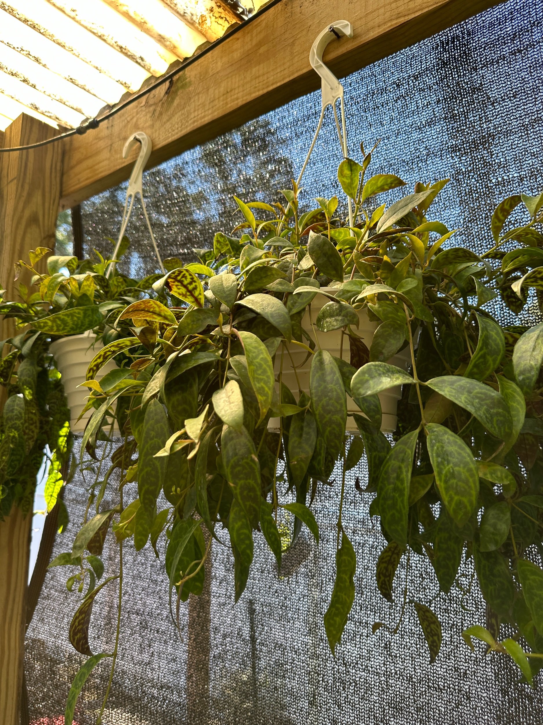 Black Pagoda Lipstick Plant