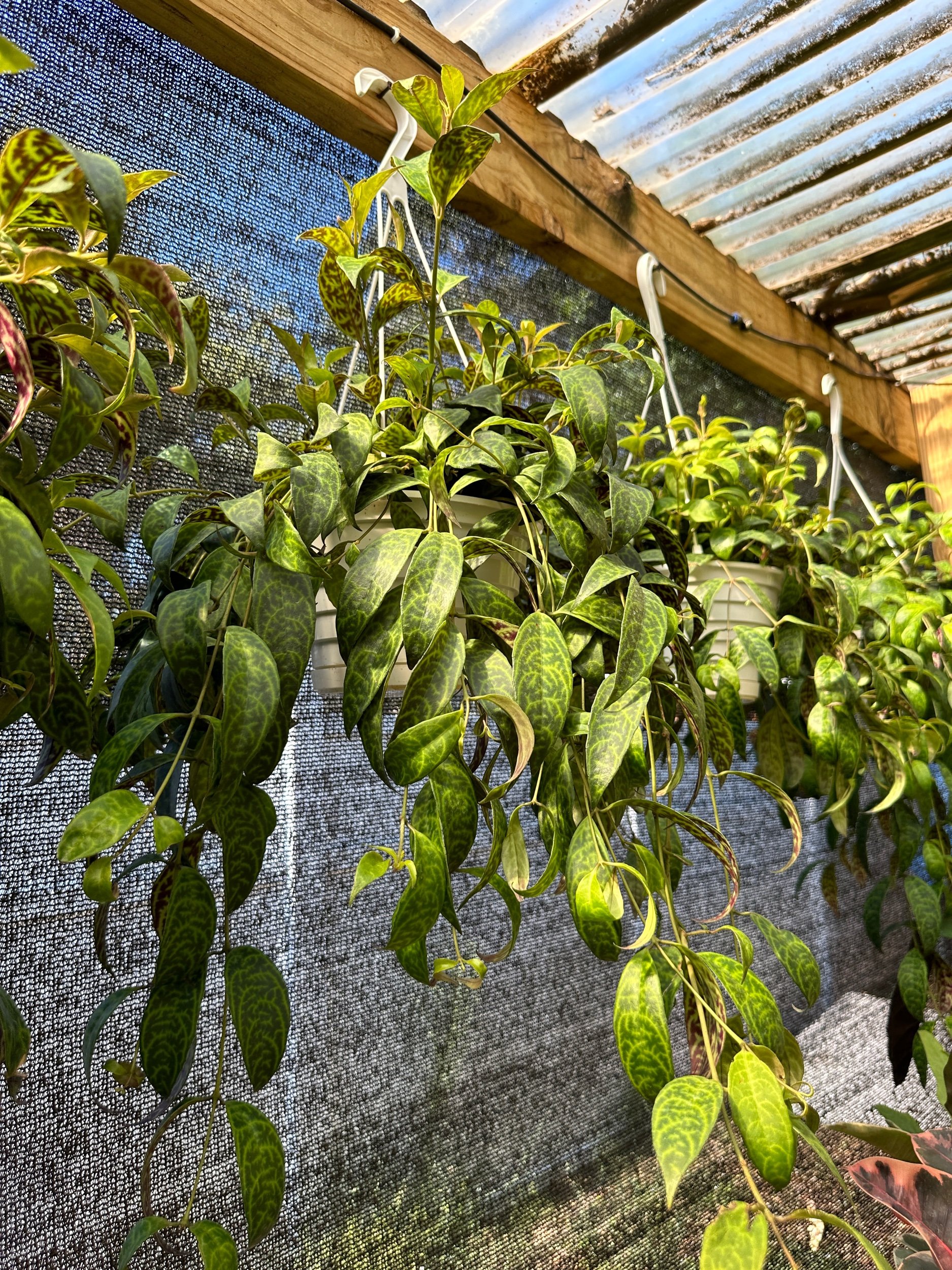 Black Pagoda Lipstick Plant