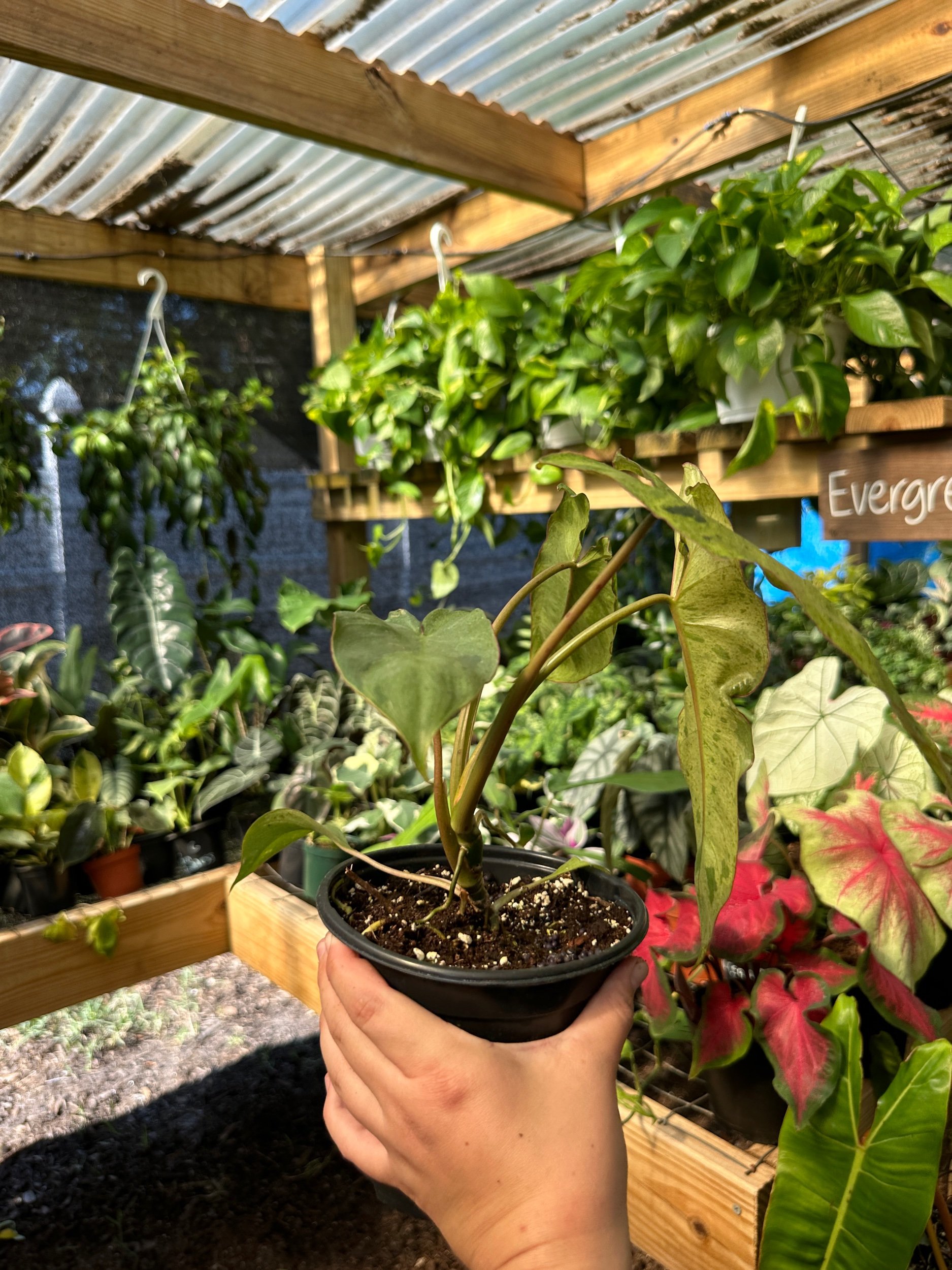 Philodendron Paraiso Verde