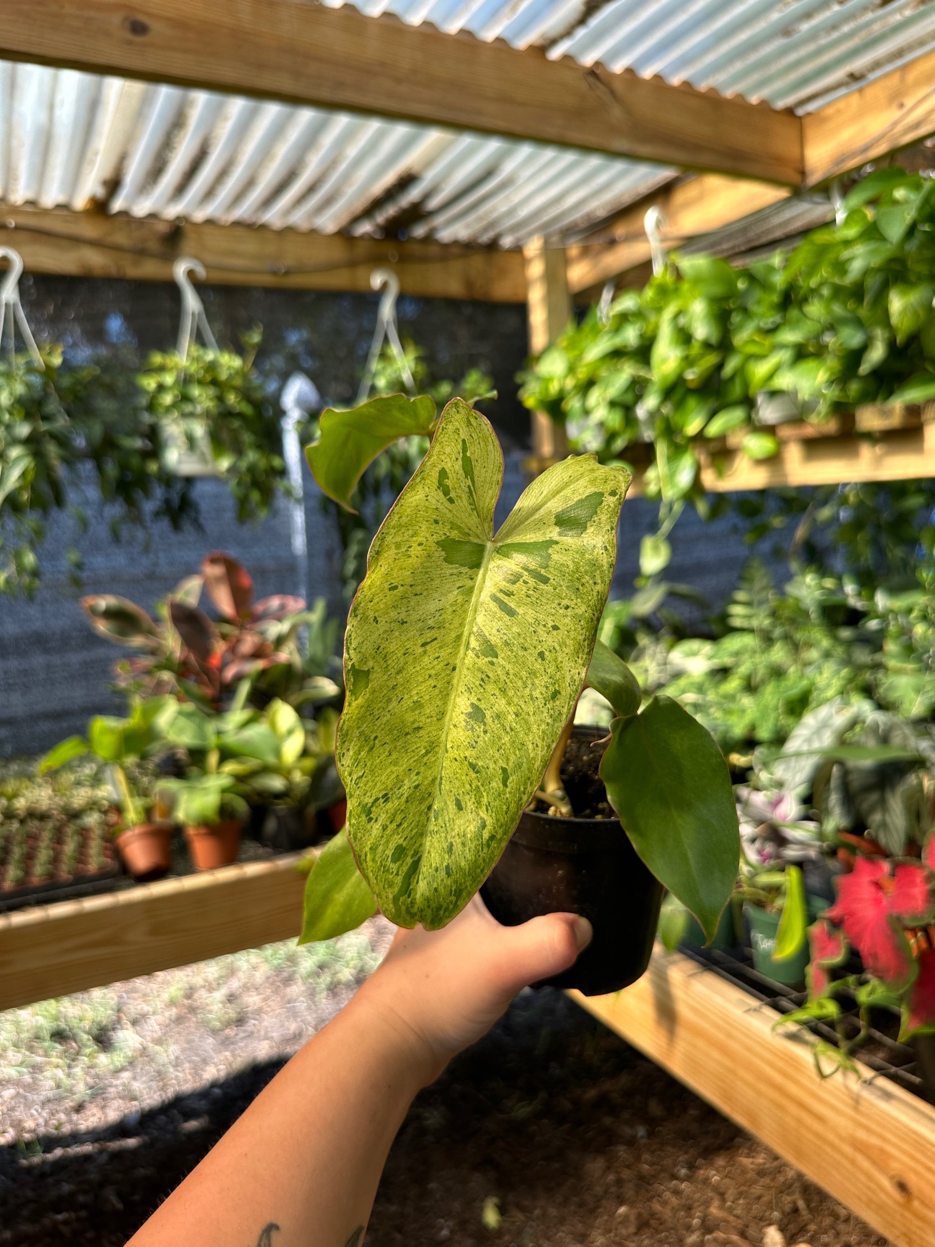 Philodendron Paraiso Verde