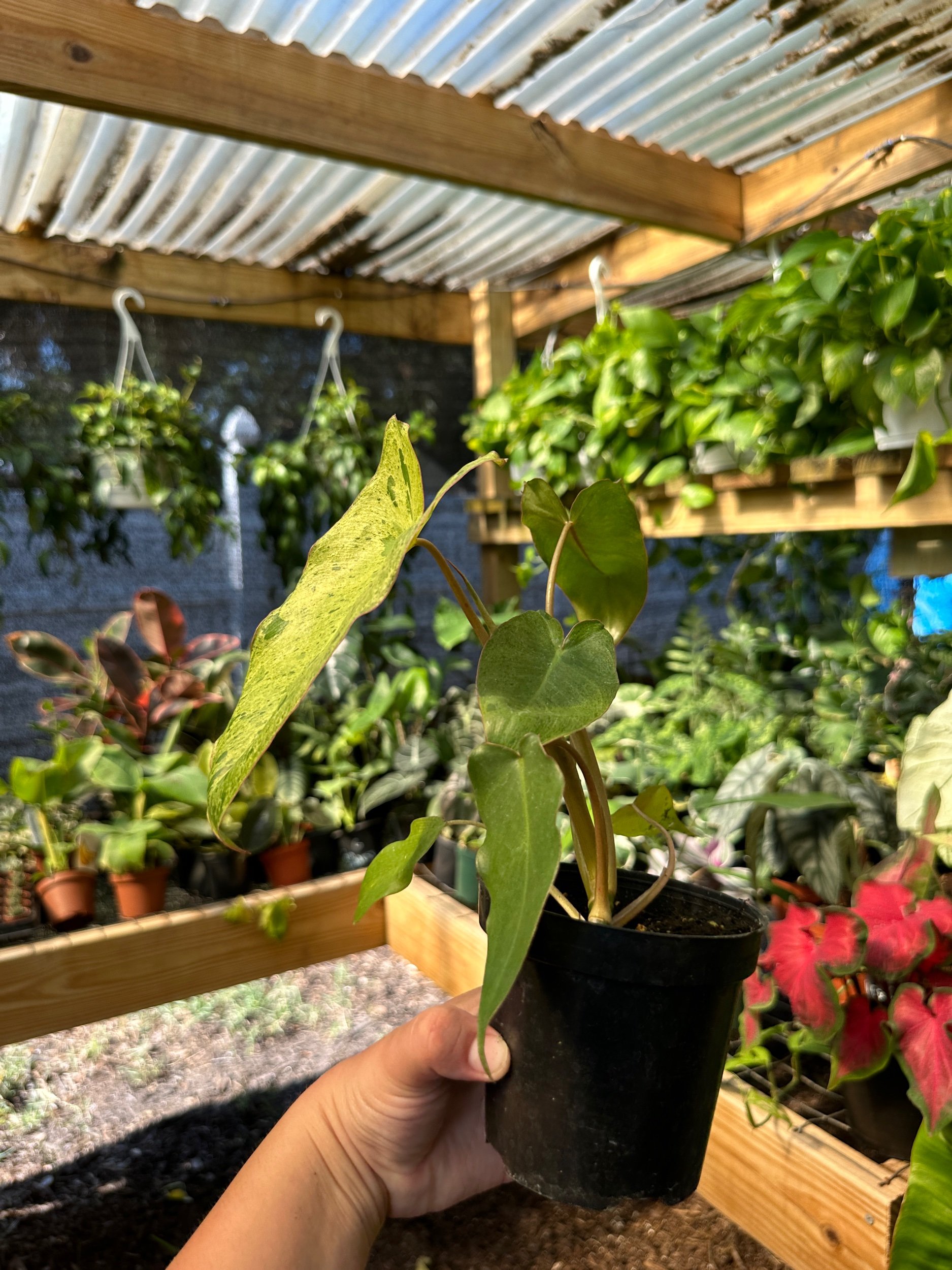 Philodendron Paraiso Verde