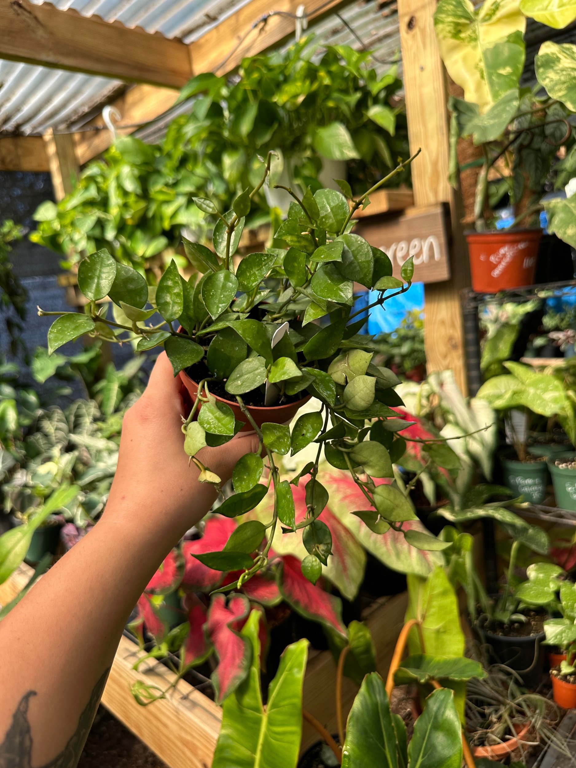 Hoya Krohiana Speckled