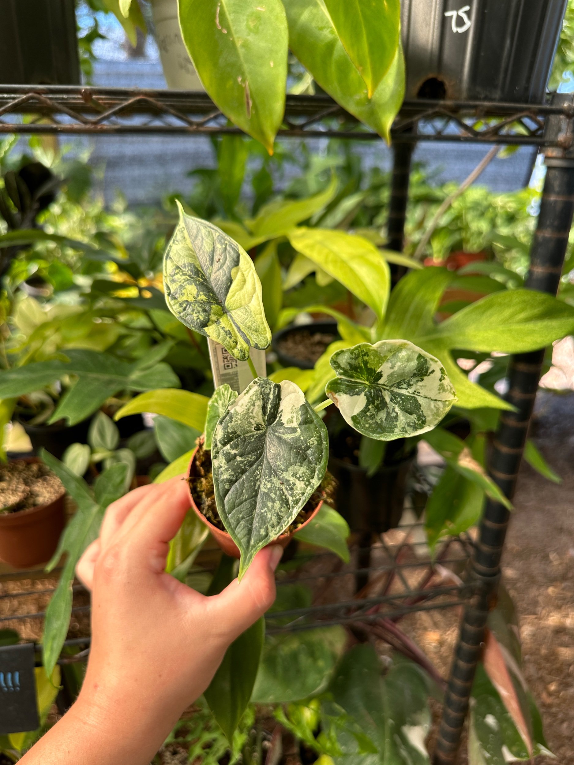 Alocasia Dragon Scale Variegated