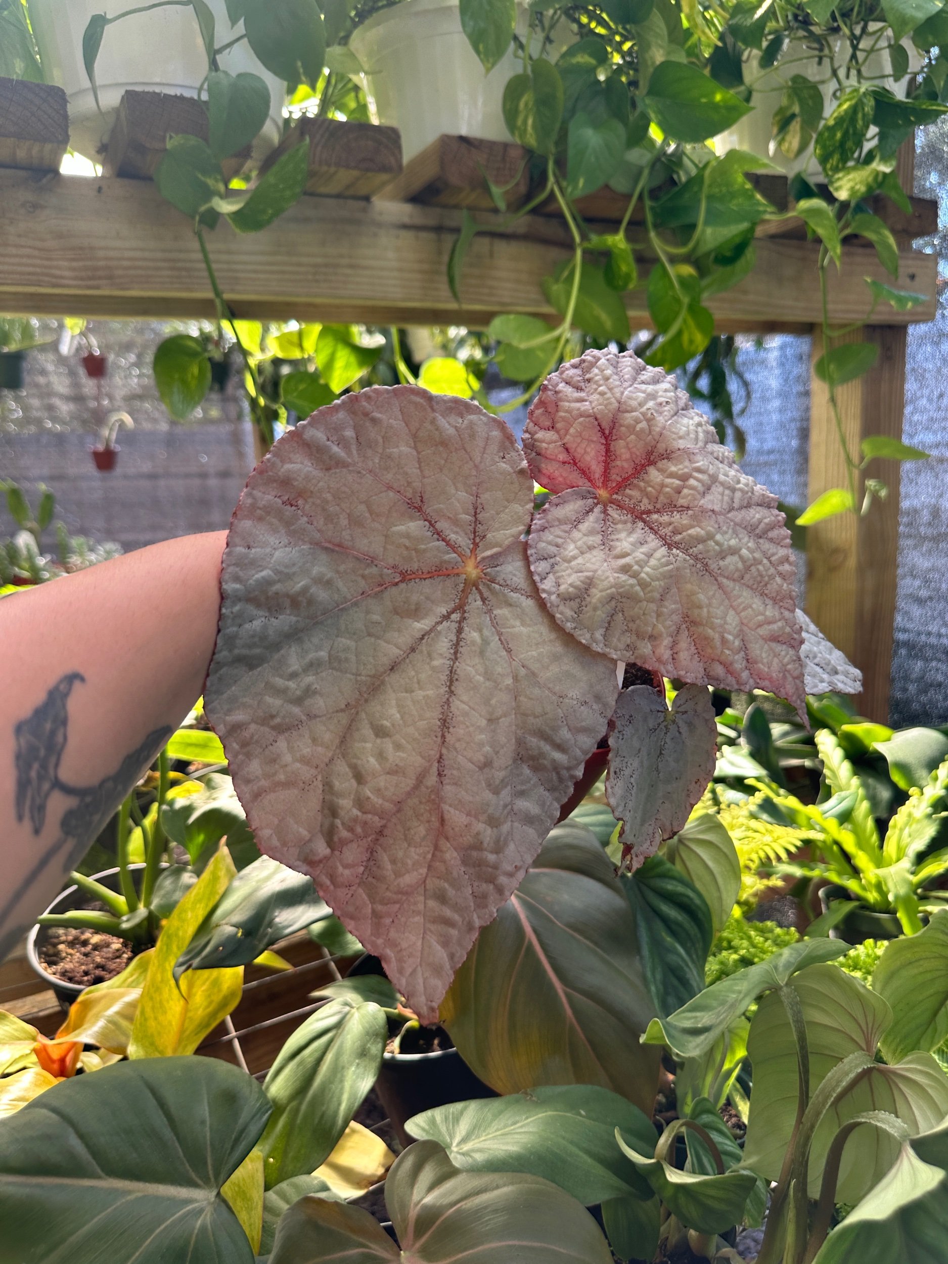 Begonia Silver