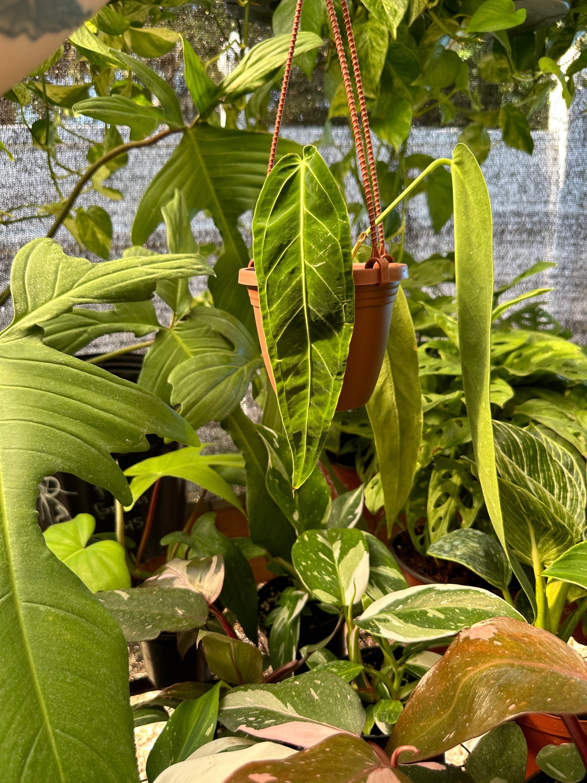 Anthurium Warocqueum