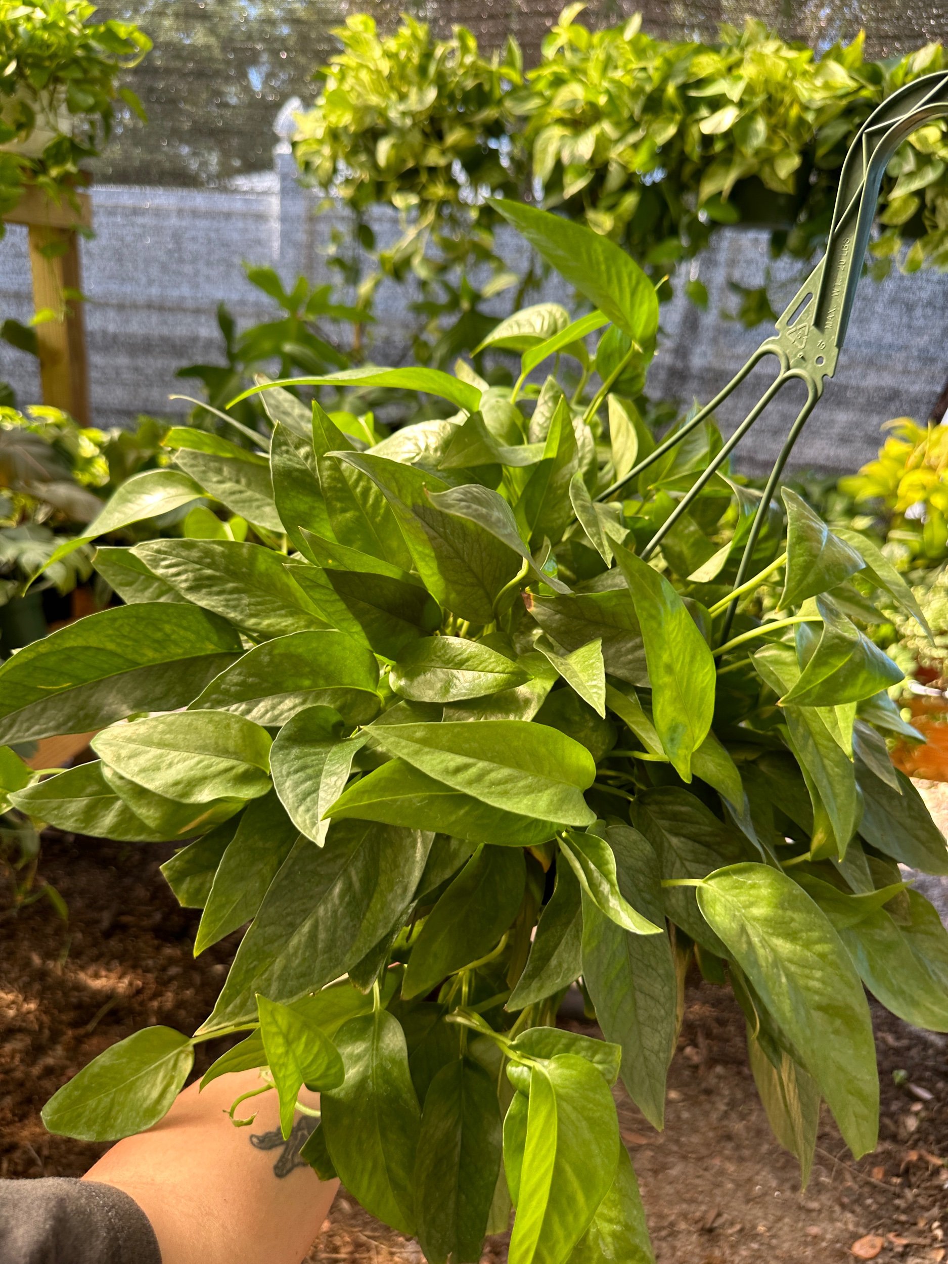 Epipremnum Cebu Blue