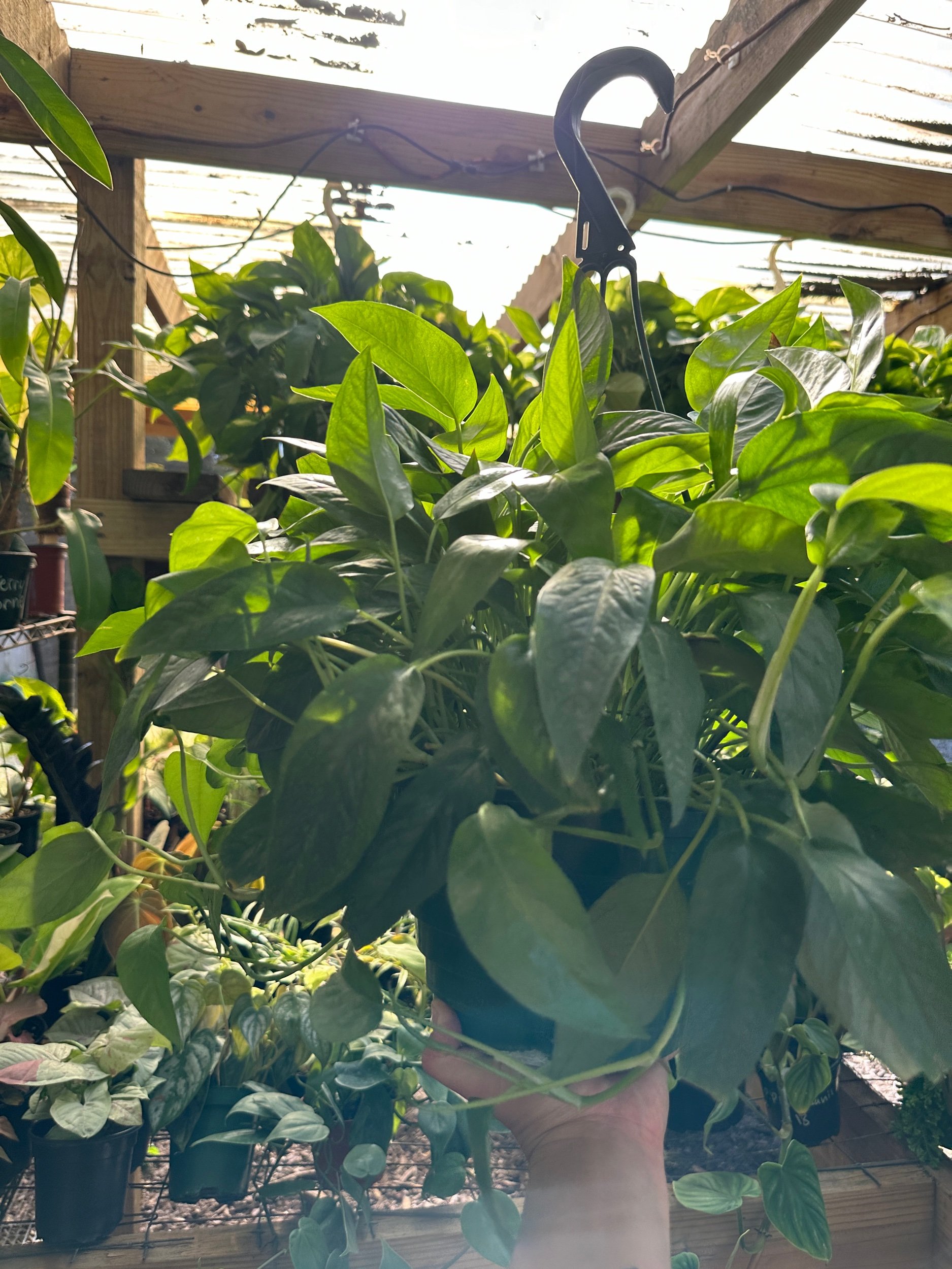 Epipremnum Cebu Blue