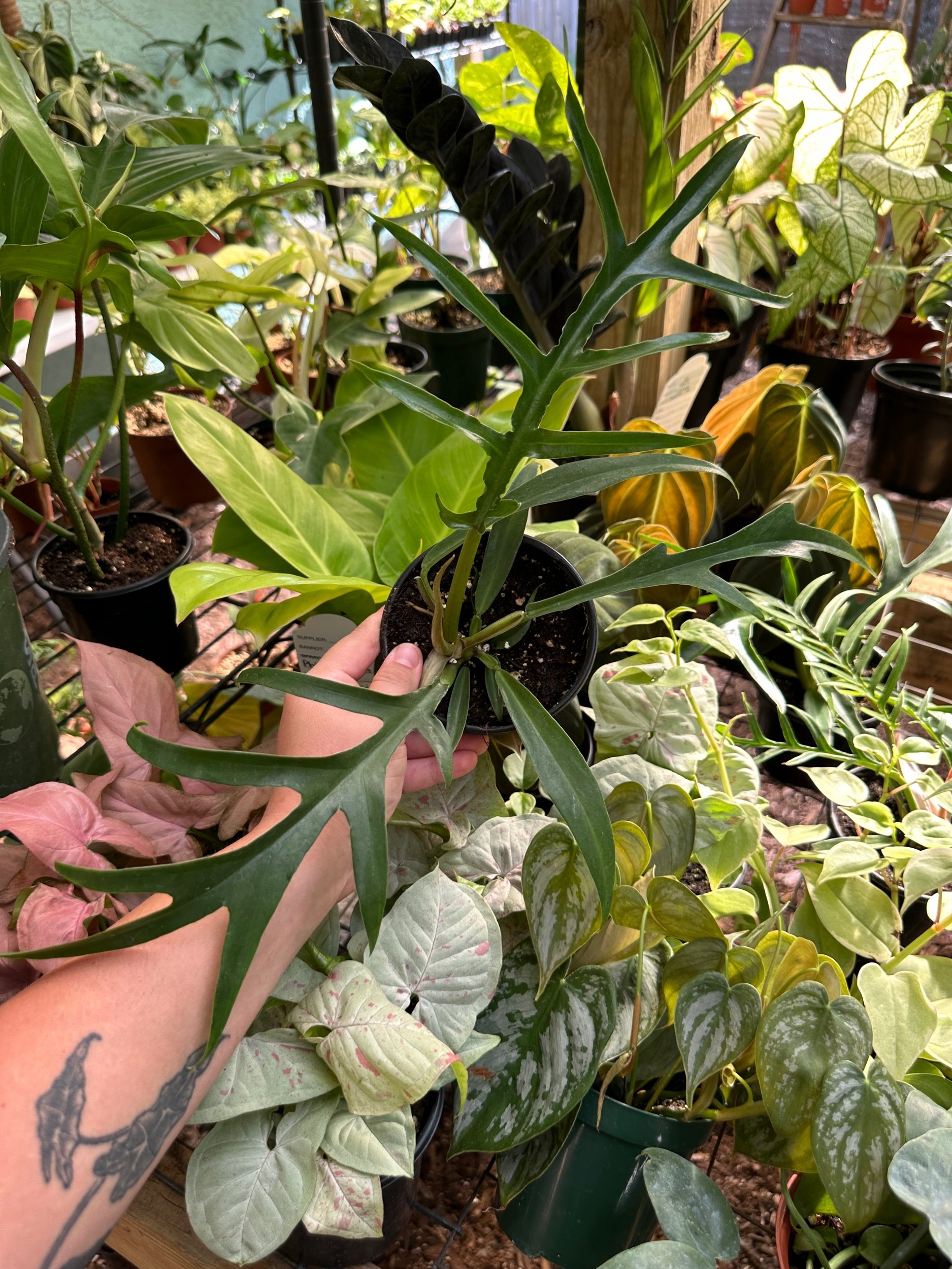 Philodendron Tortum Wide Form