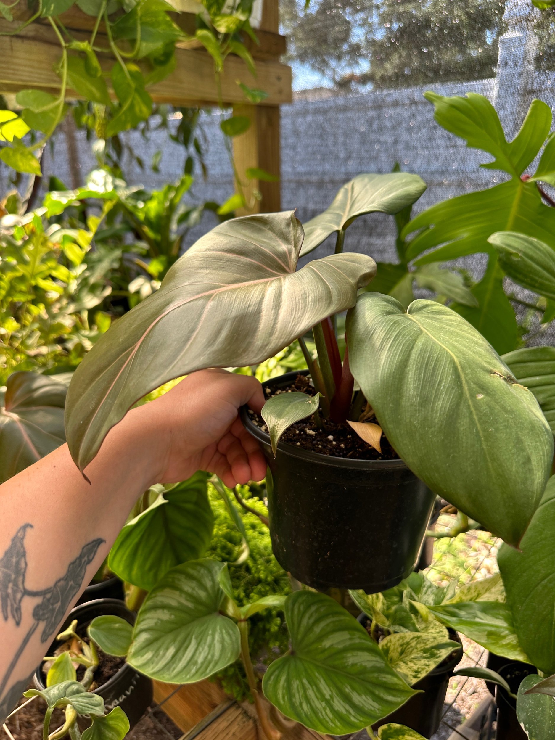 Philodendron Summer Glory