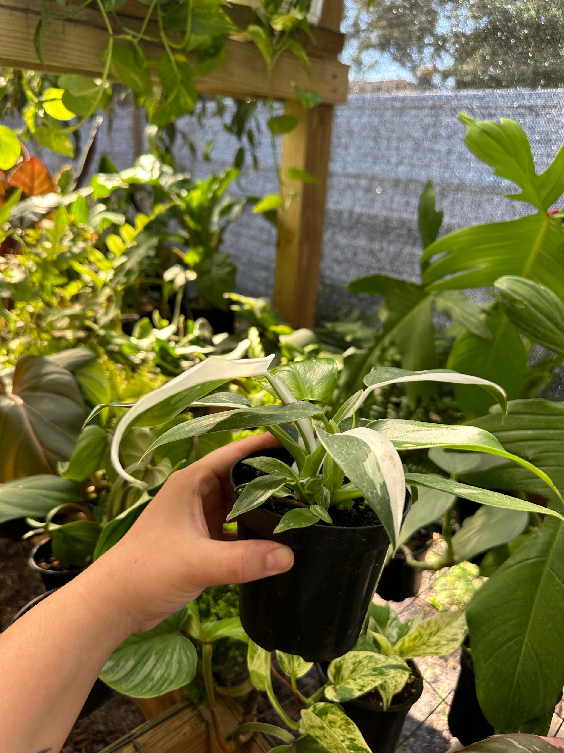 Philodendron White Wizard