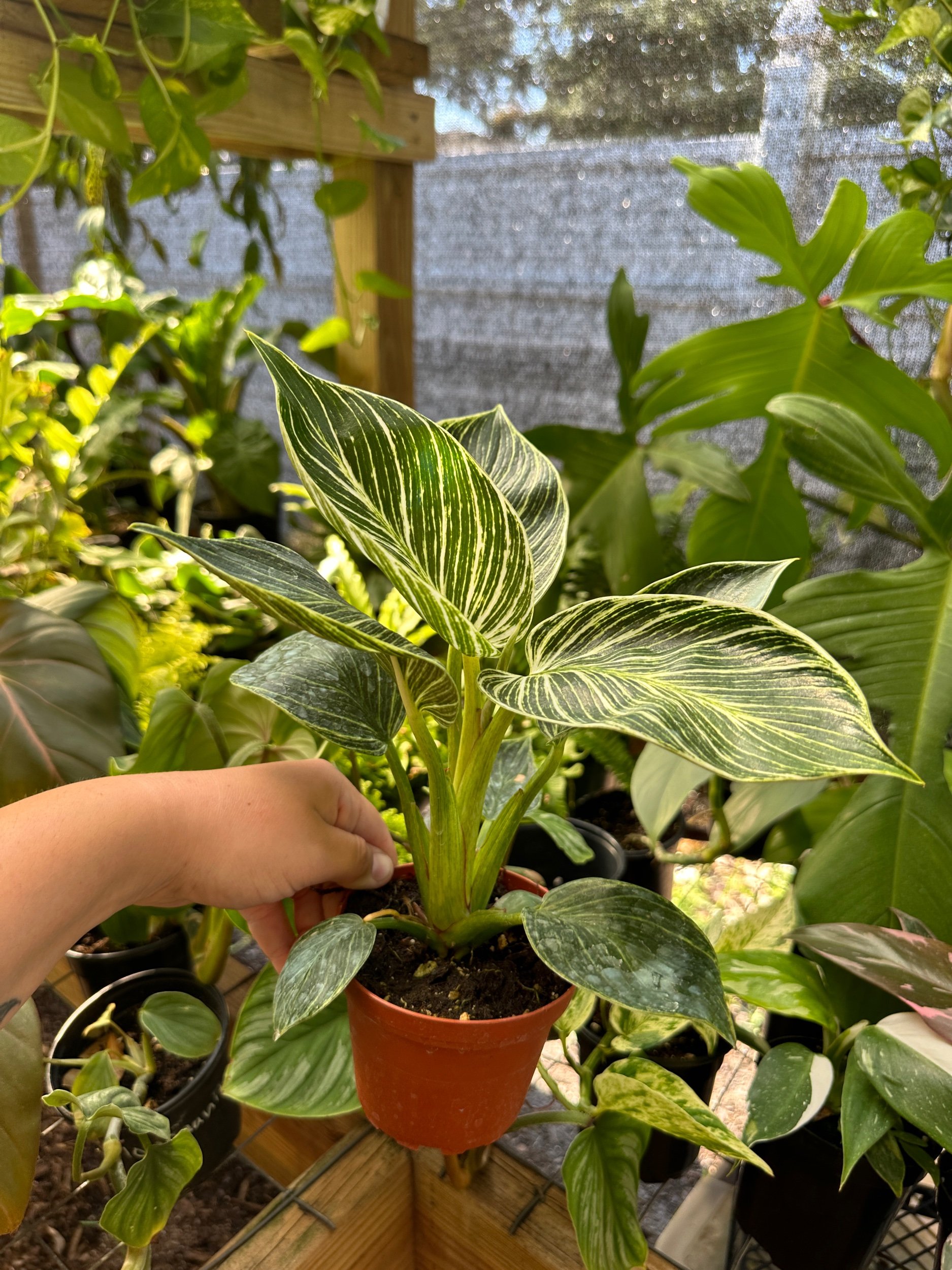 Philodendron Birkin