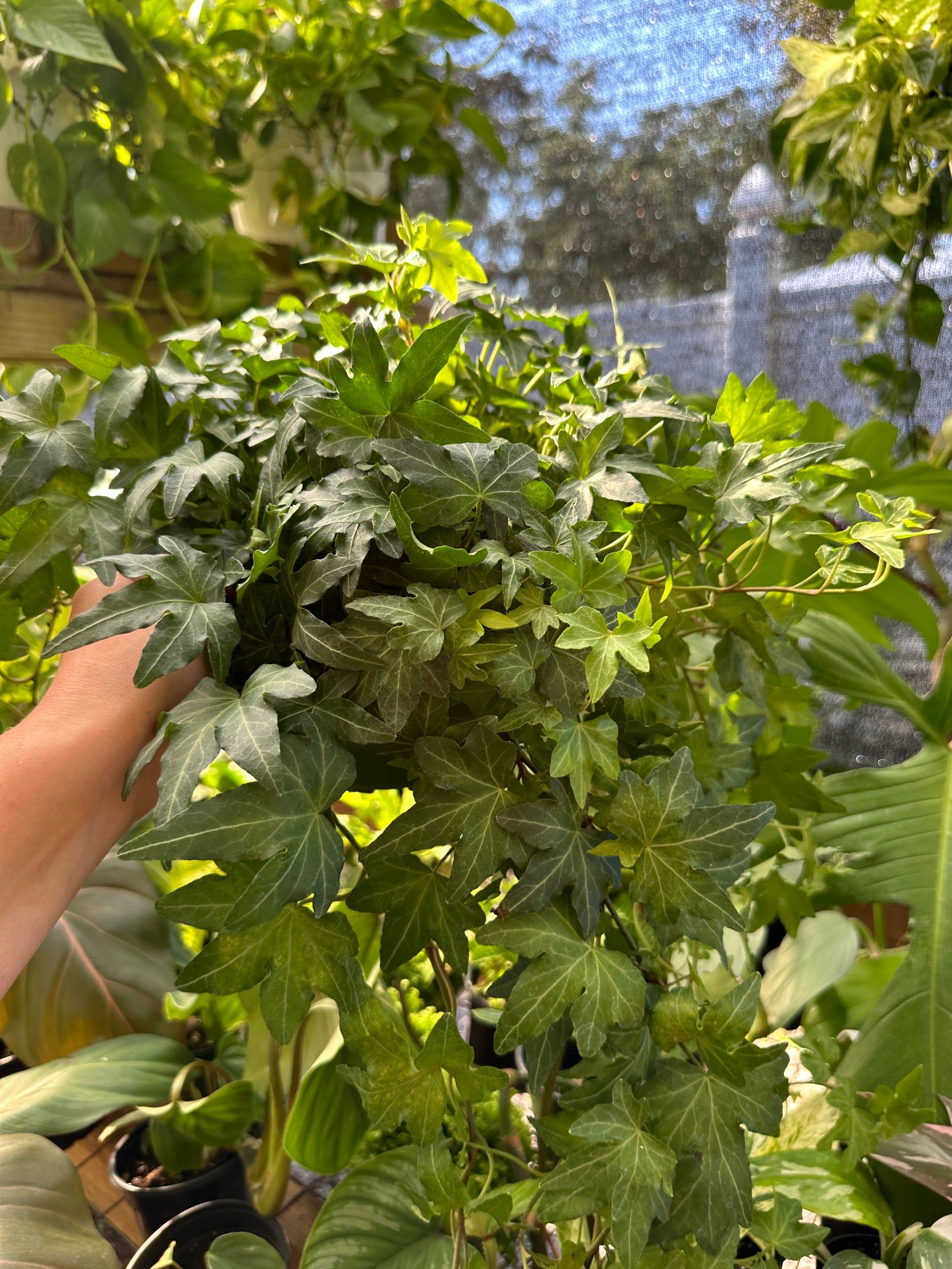 Ivy