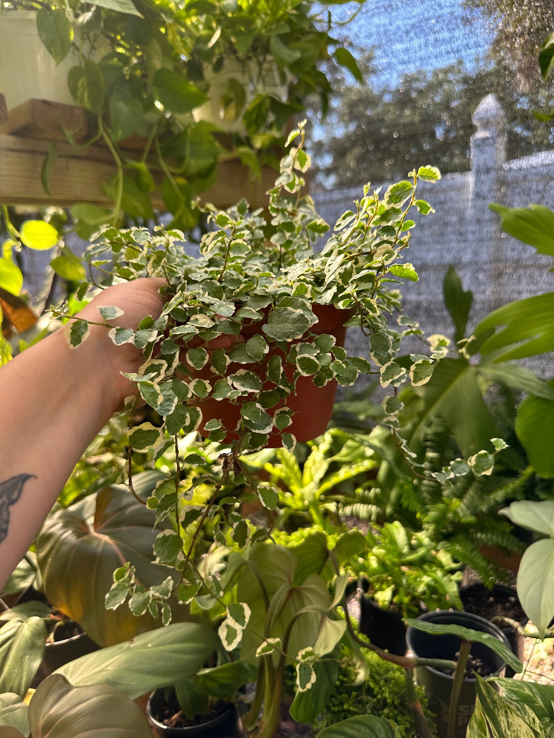 Variegated Creeping Fig