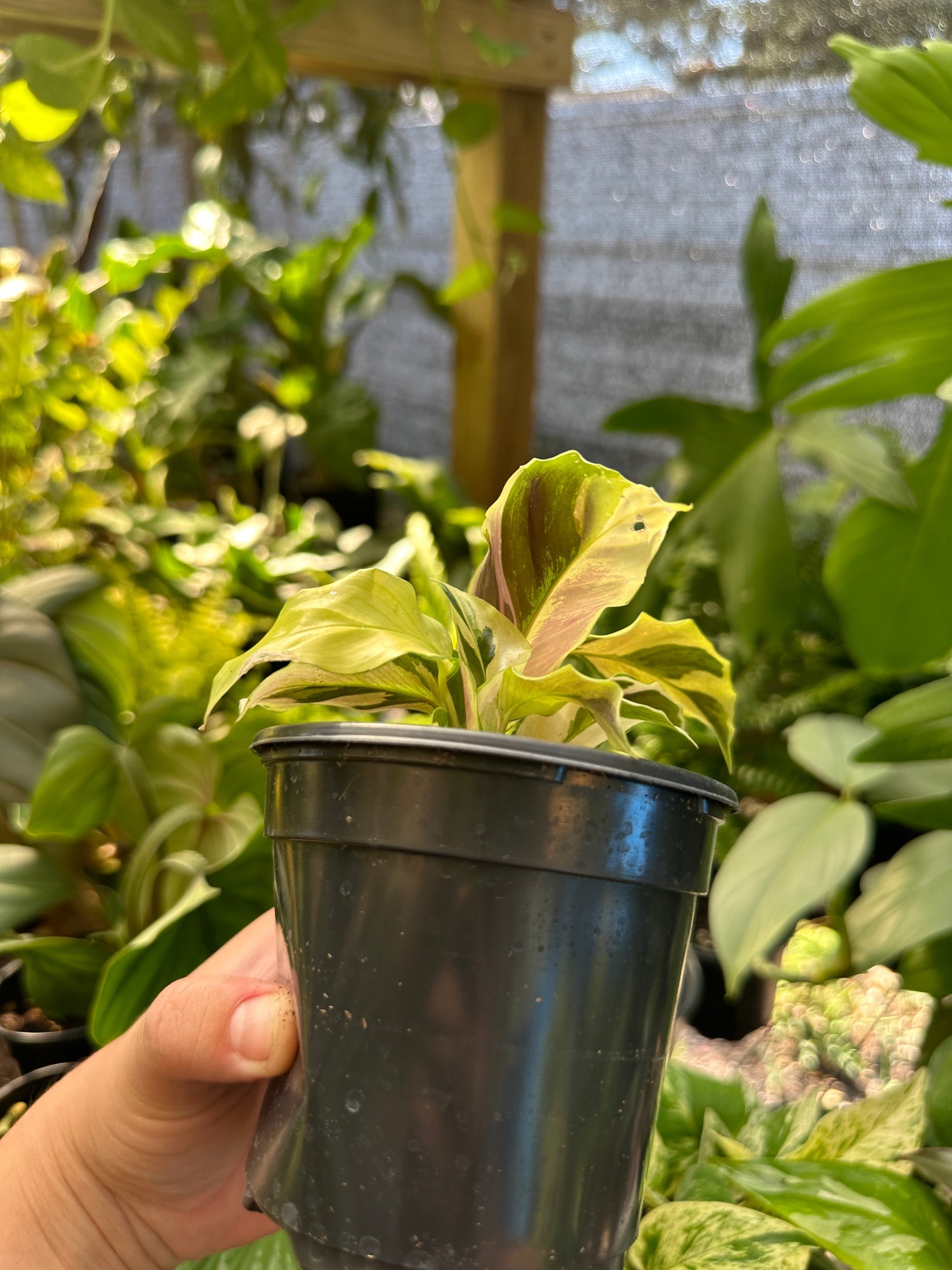 Calathea Thai Beauty