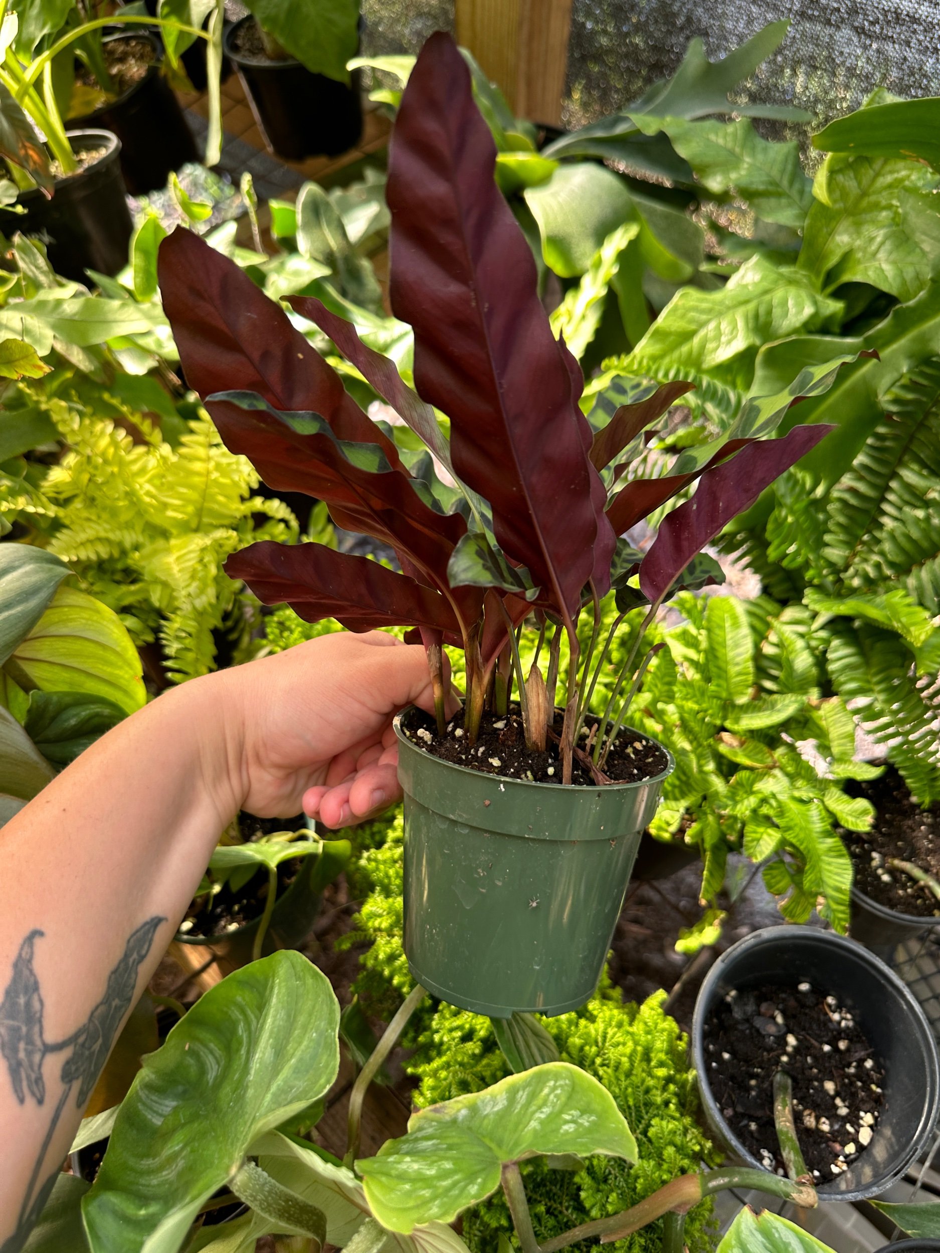 Calathea Rattlesnake