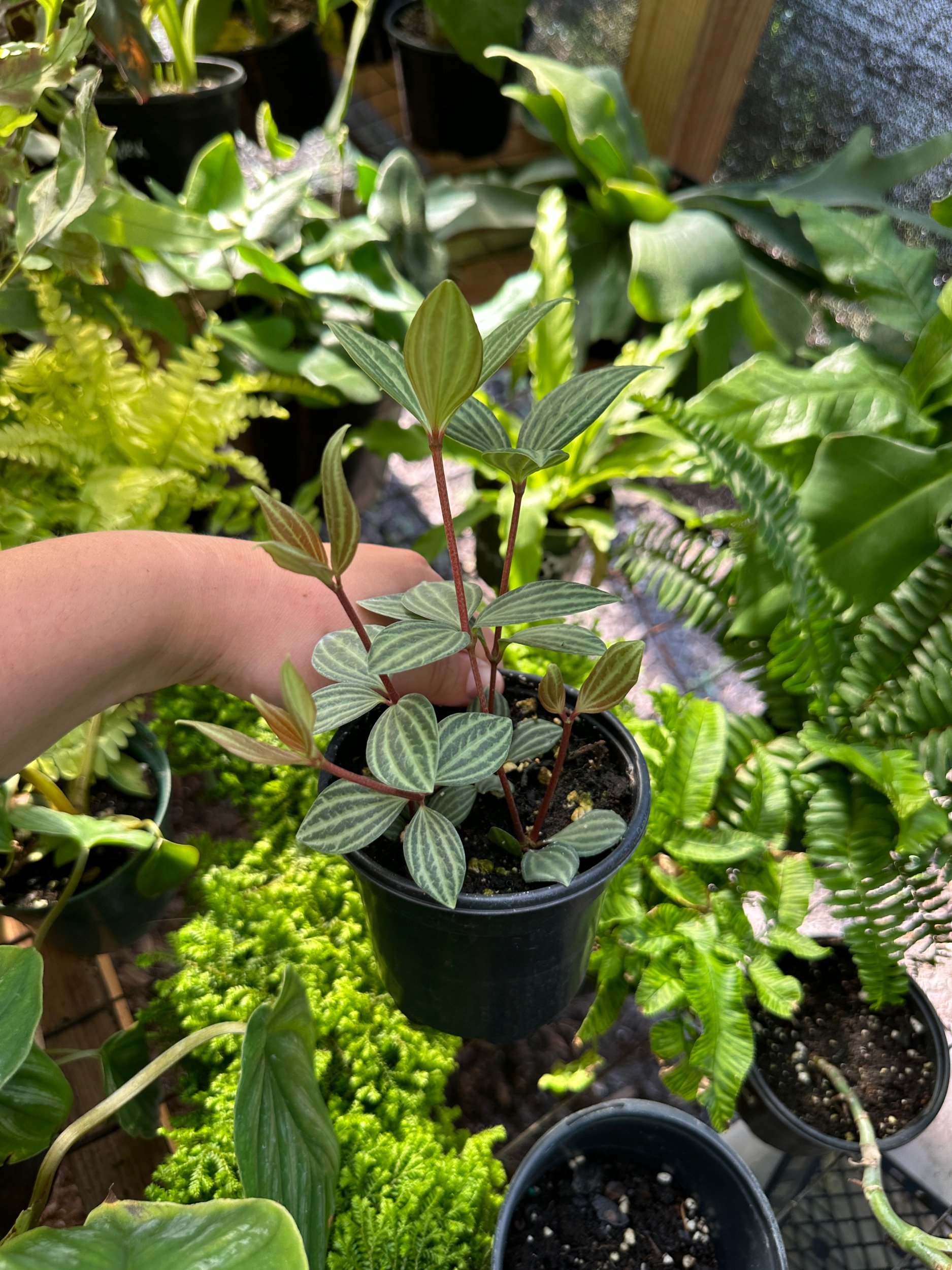 Peperomia Stilt