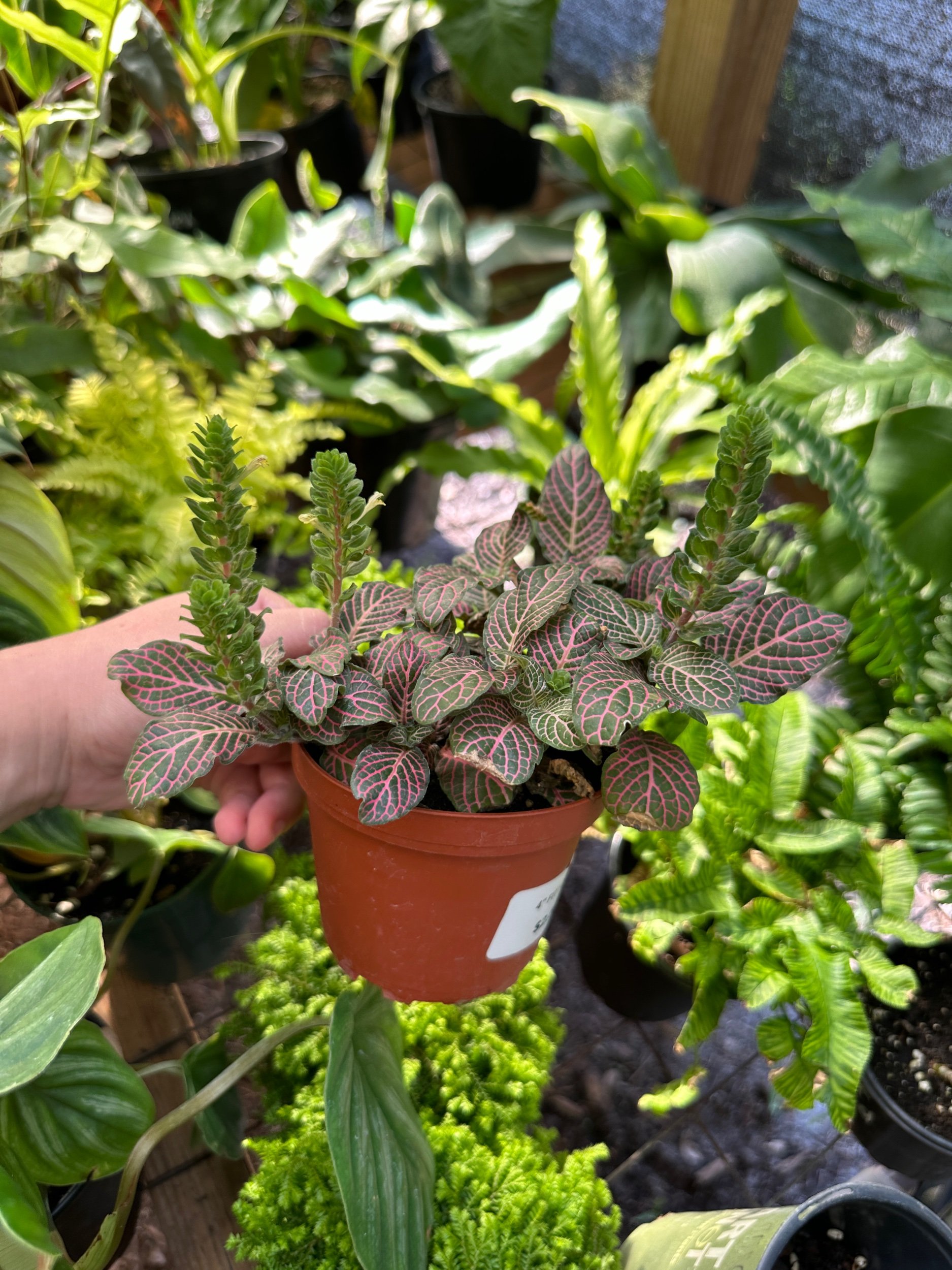 Fittonia pink