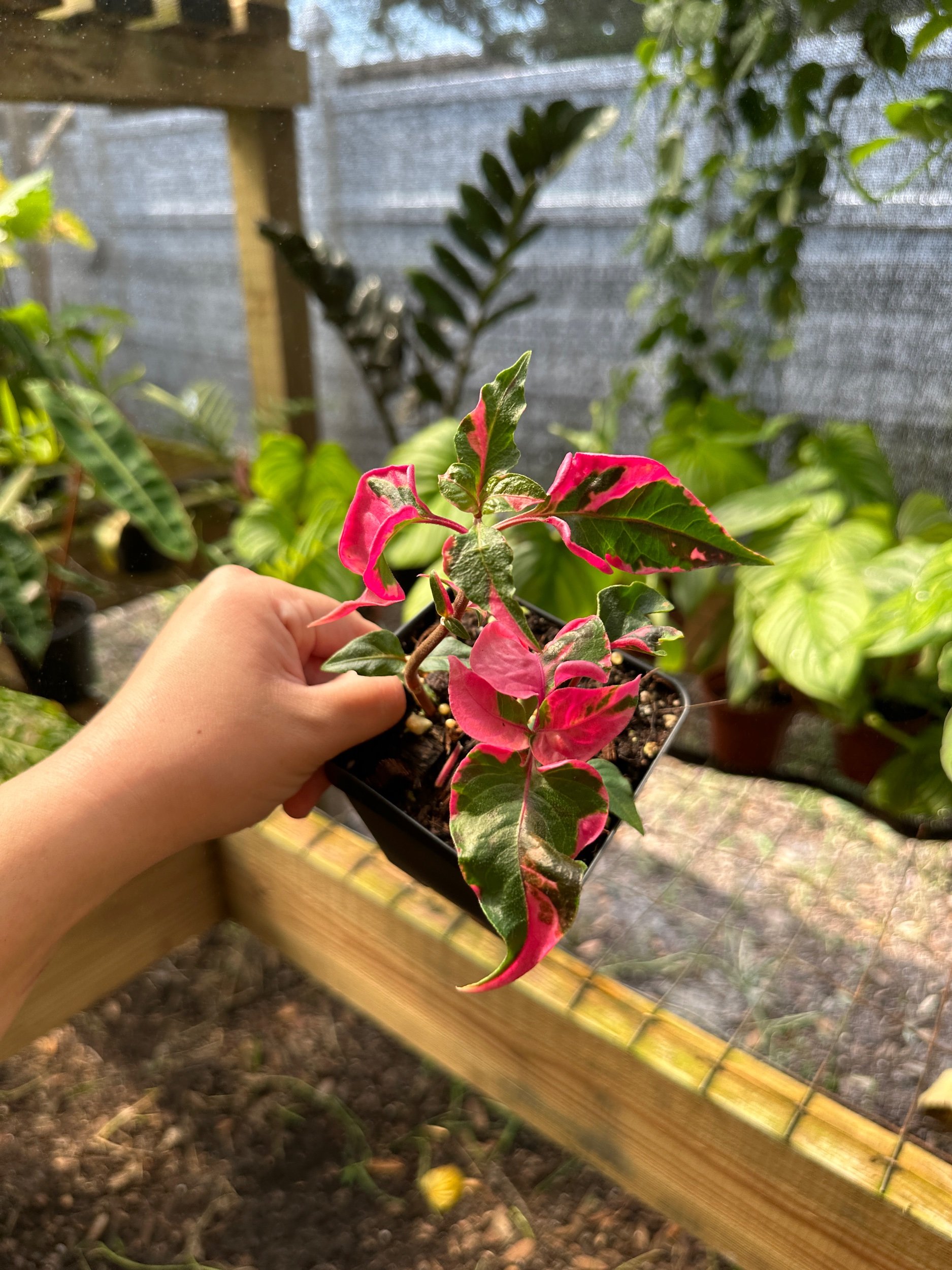 Alternanthera Party Time