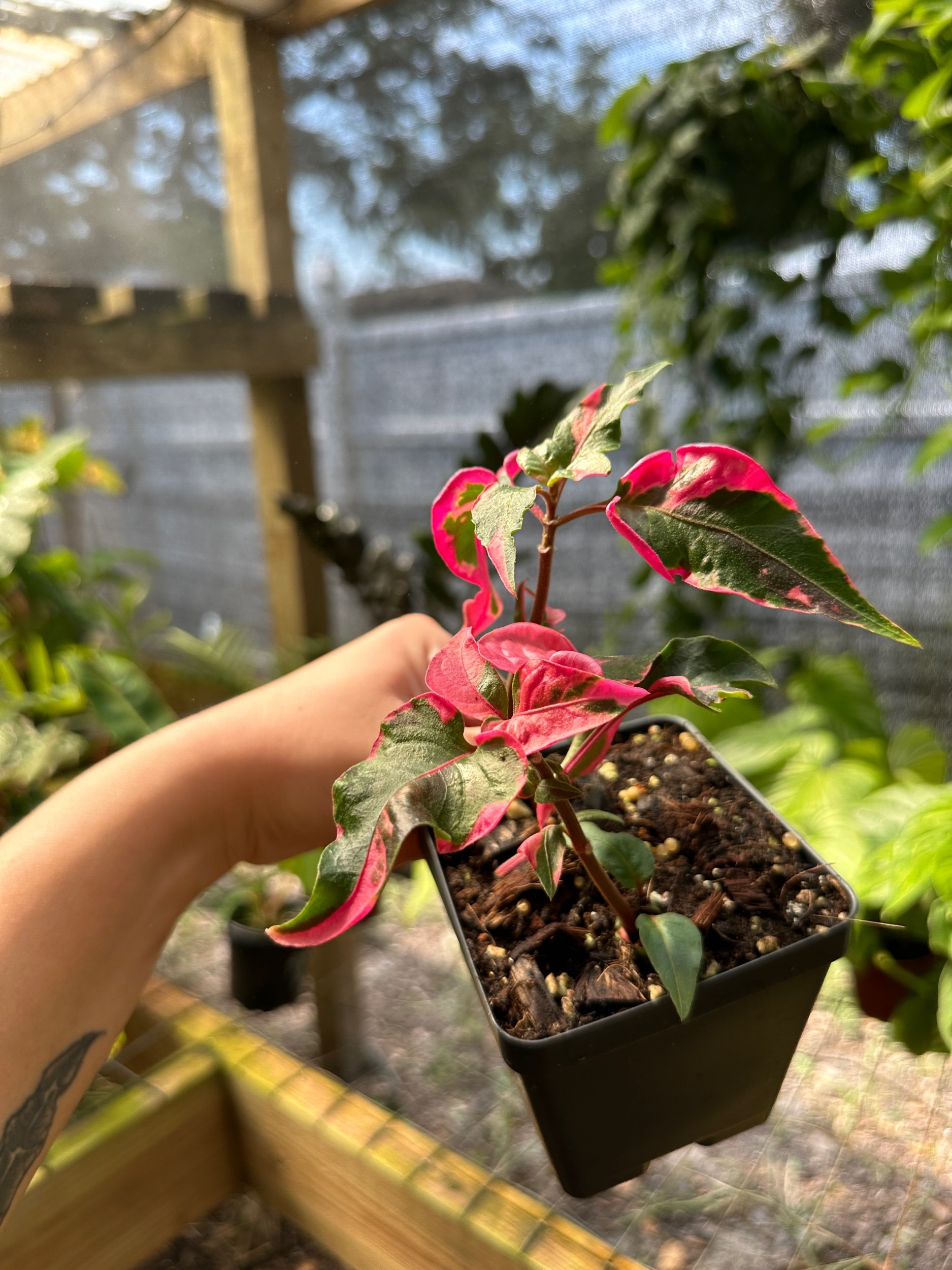 Alternanthera Party Time