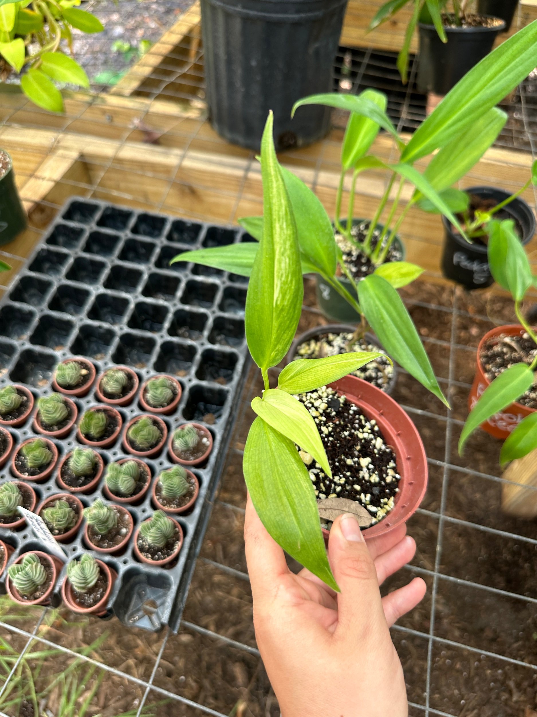 Epipremnum Amplissimum Variegated