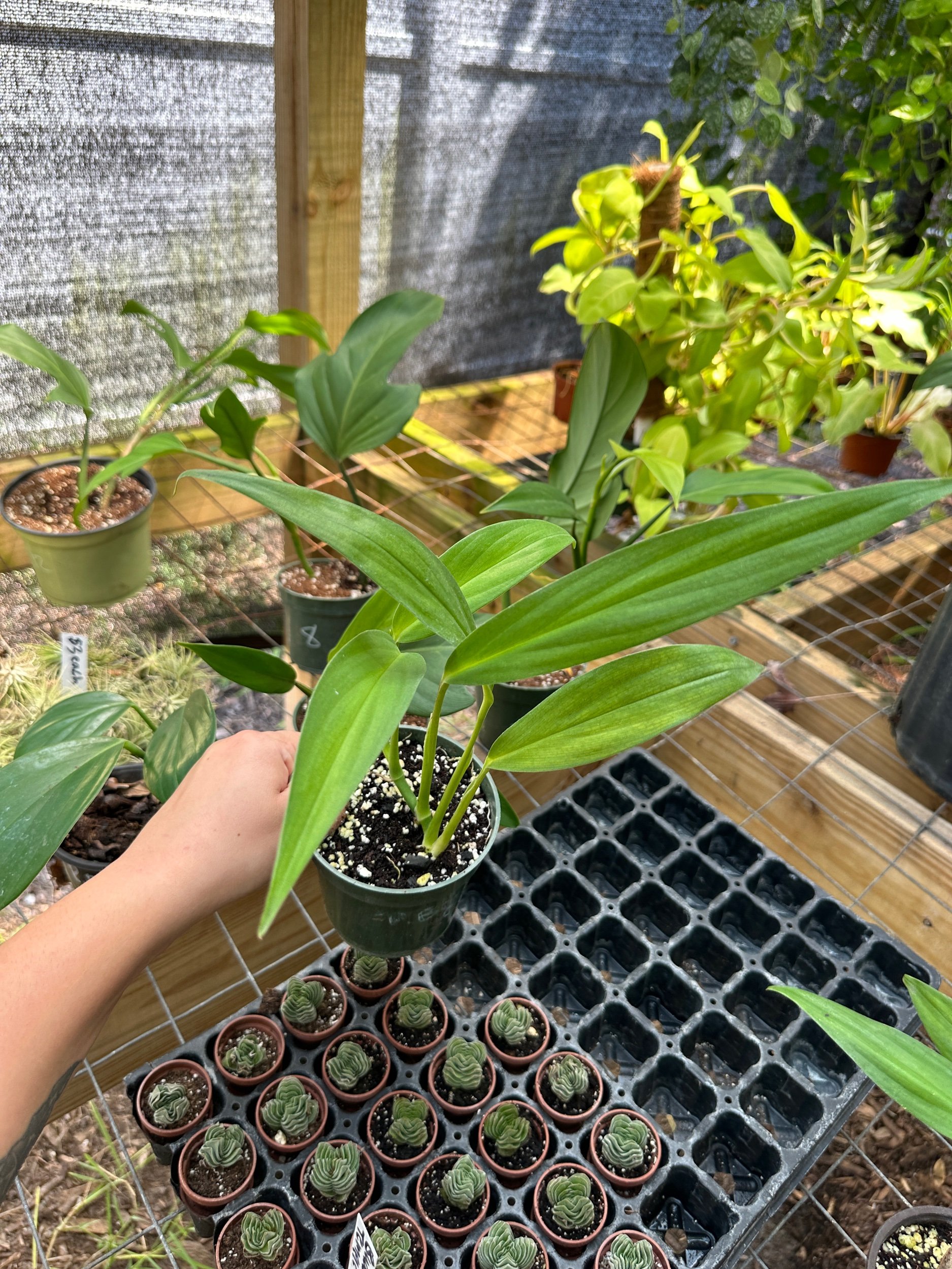 Epipremnum Amplissimum Variegated