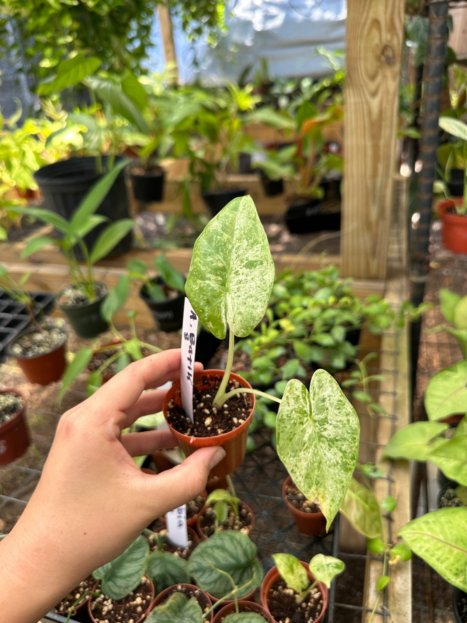 Alocasia Odora Batik “Blizzard”