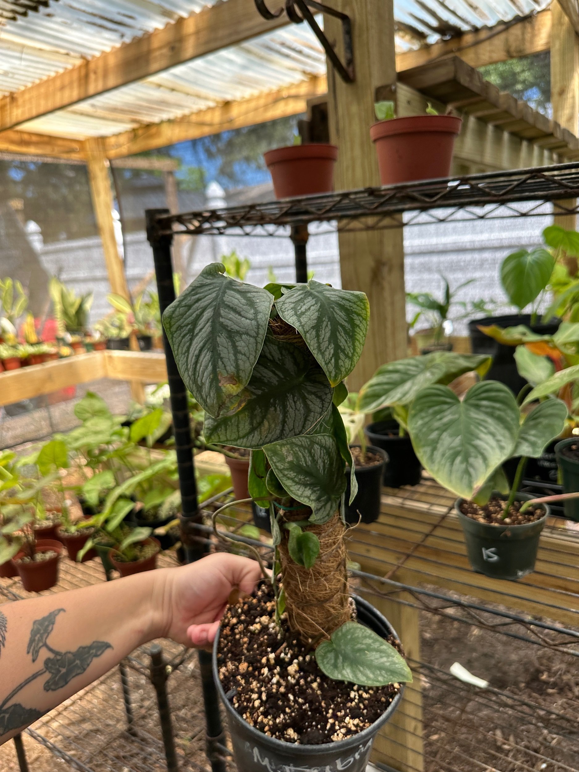 Monstera Dubia